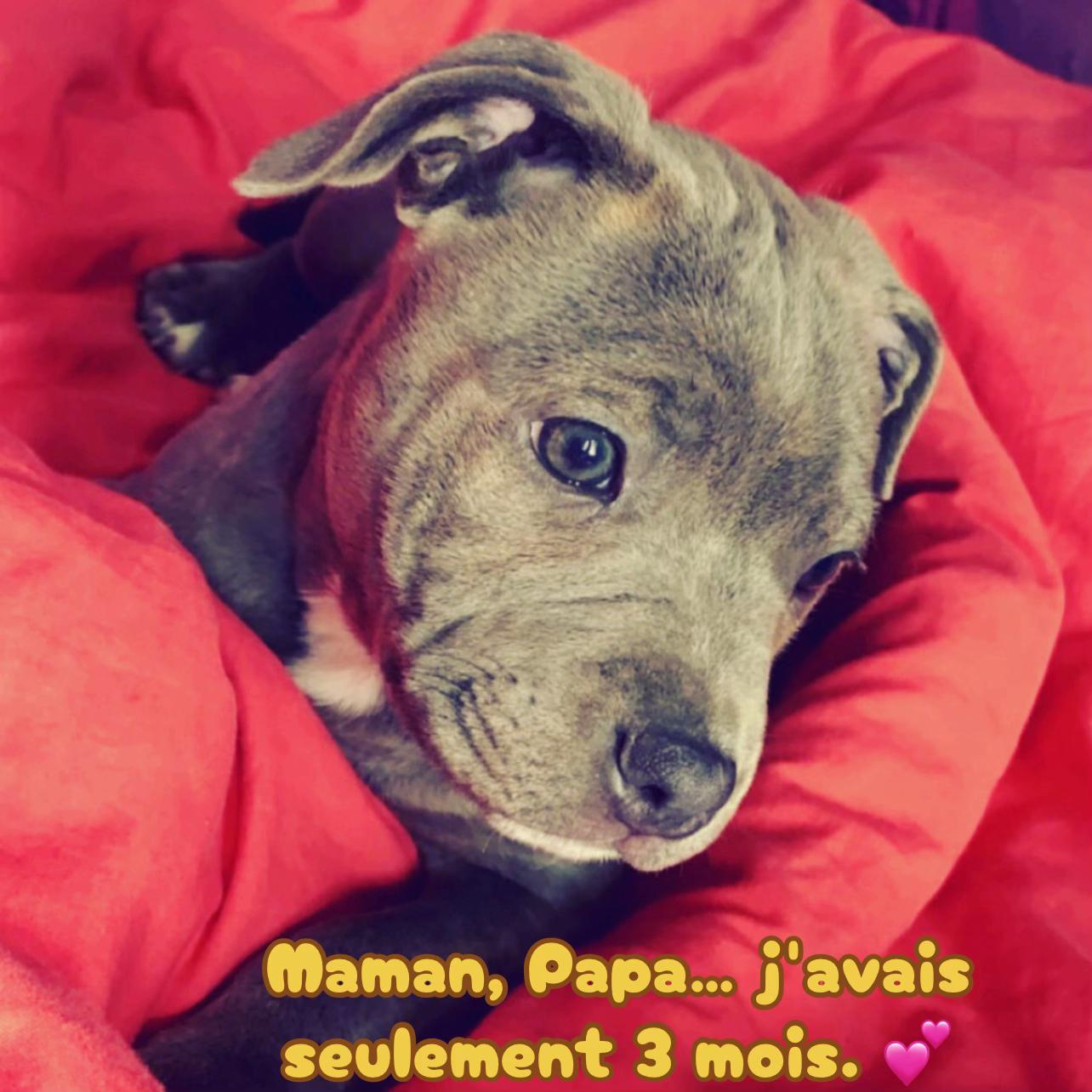 @rubylove_staffie94