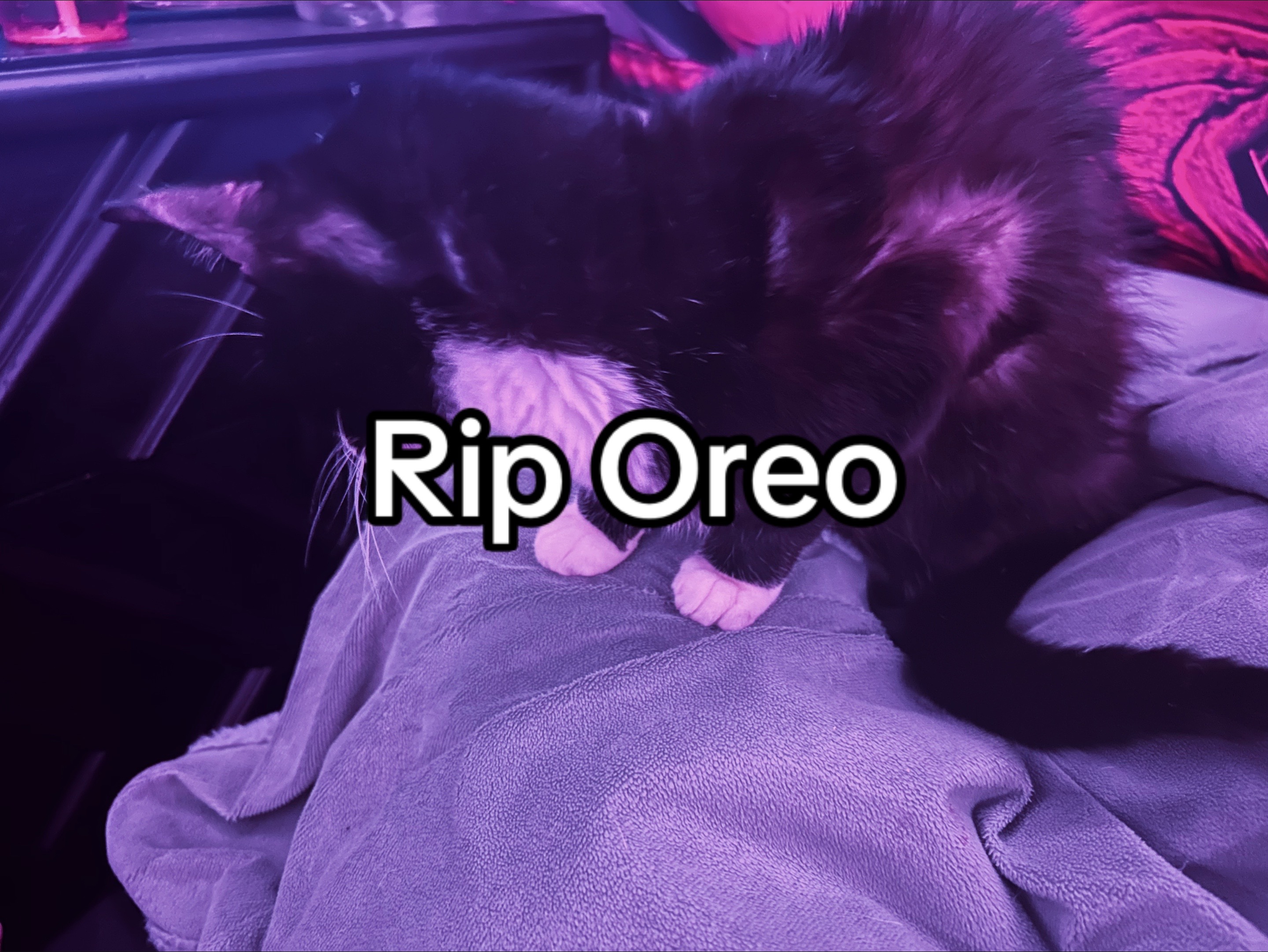 @Blueberrykitty