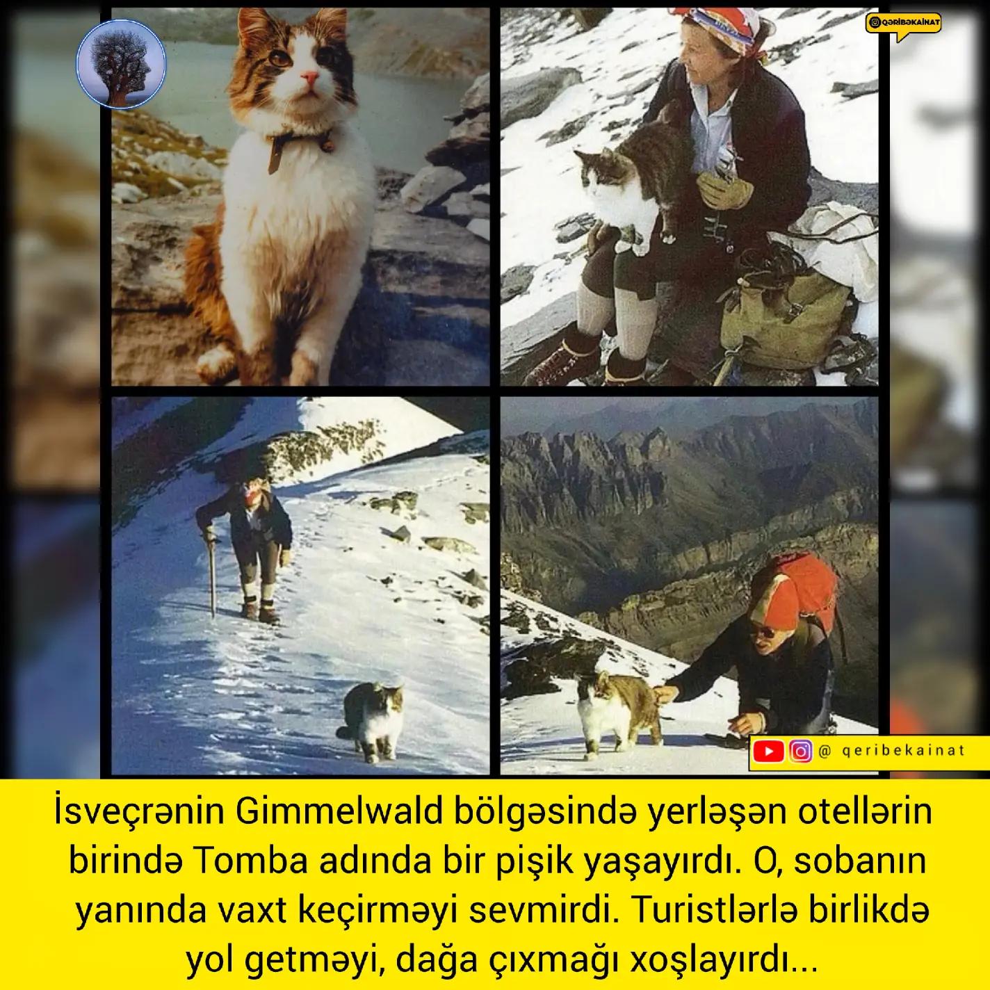 @qeribekainat