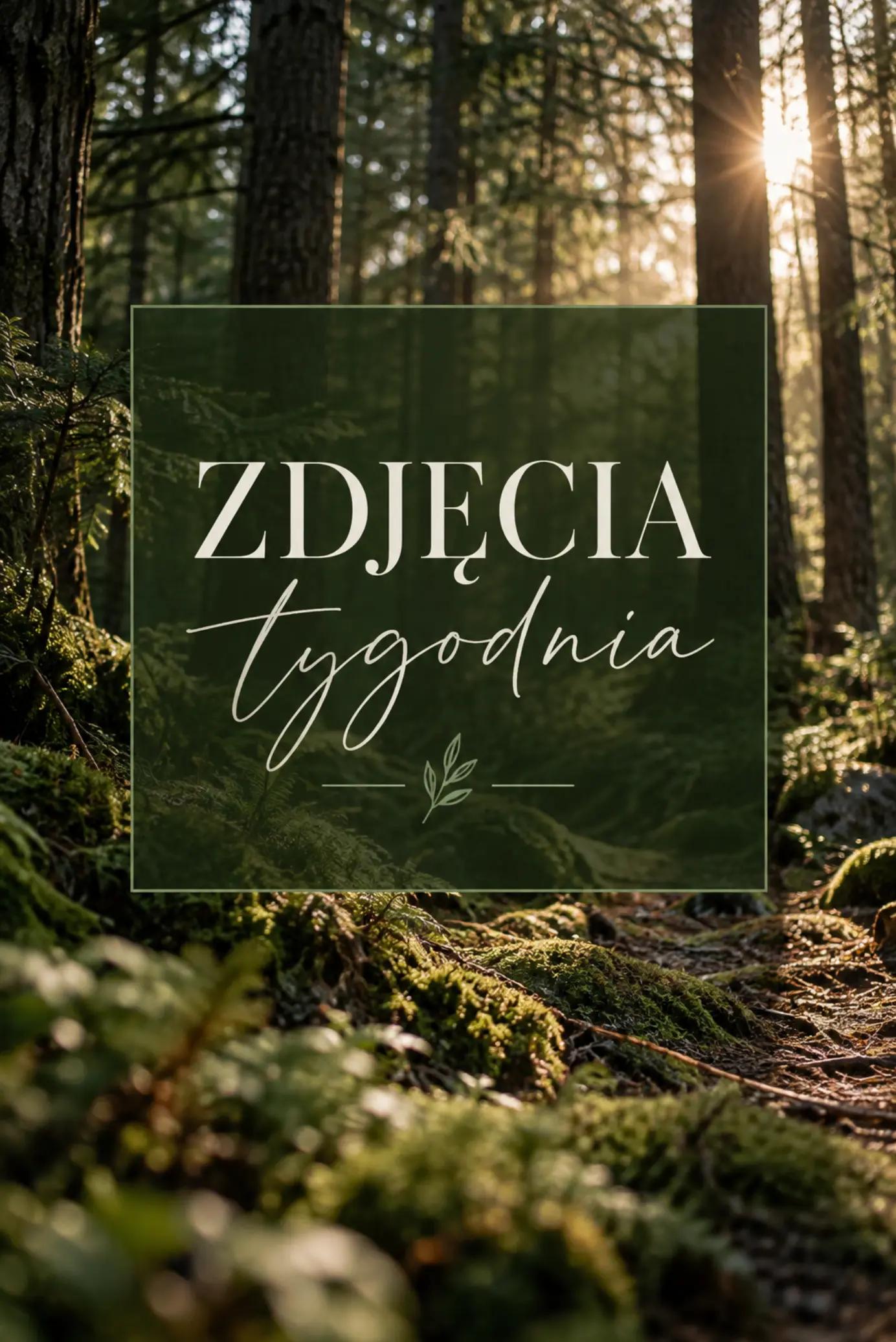 @dziewczyna_z_wilkiem