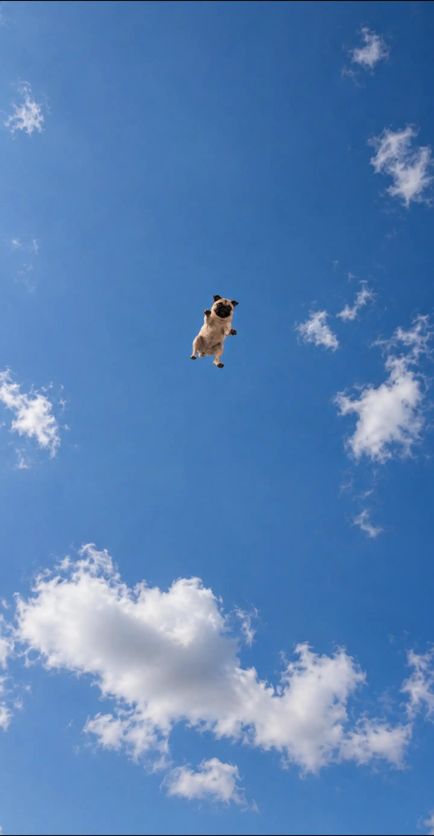 @Pug