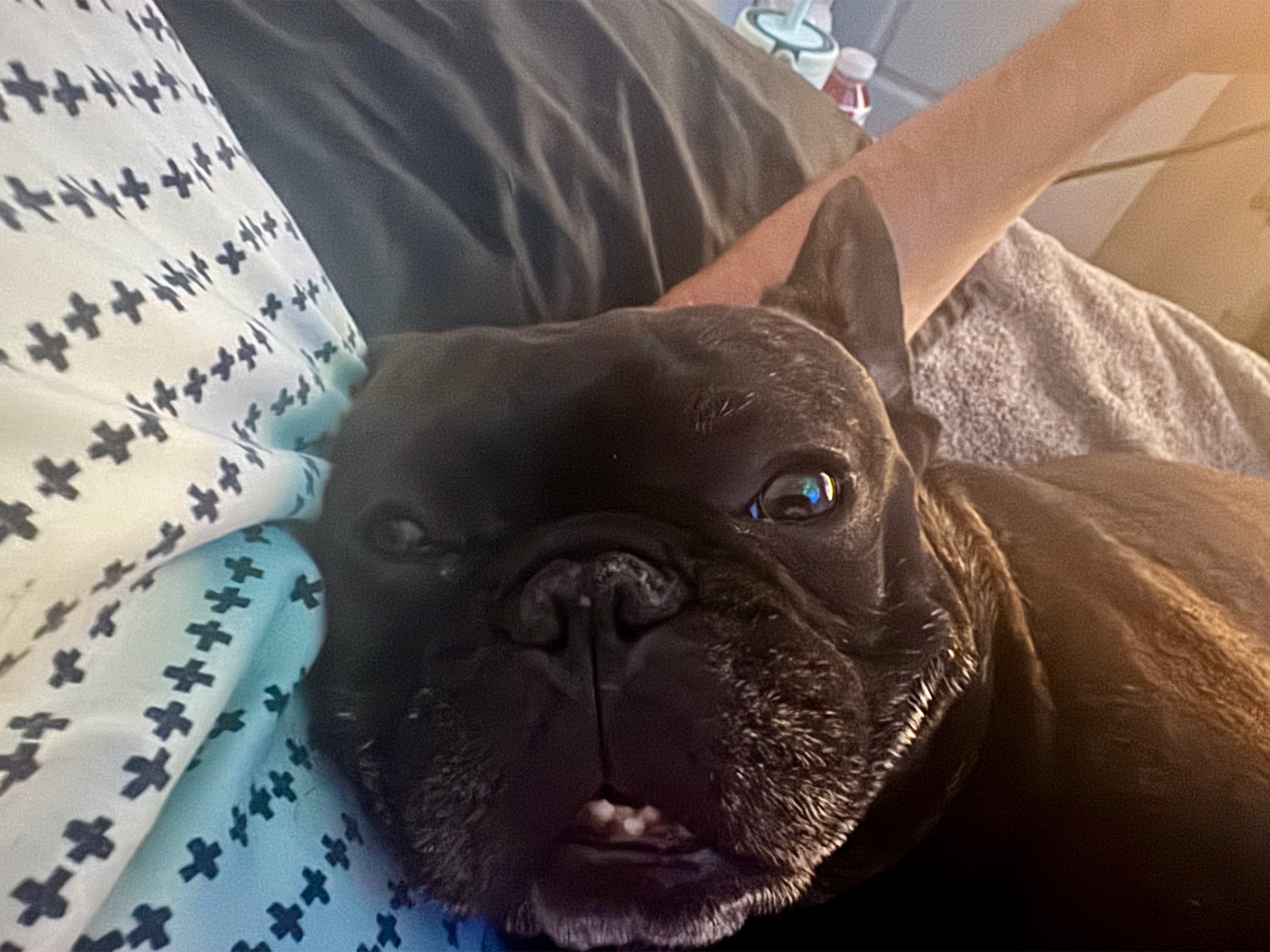@๐ณ๏ธ๐ ratchet, Dog Dad๐ณ๏ธ๐