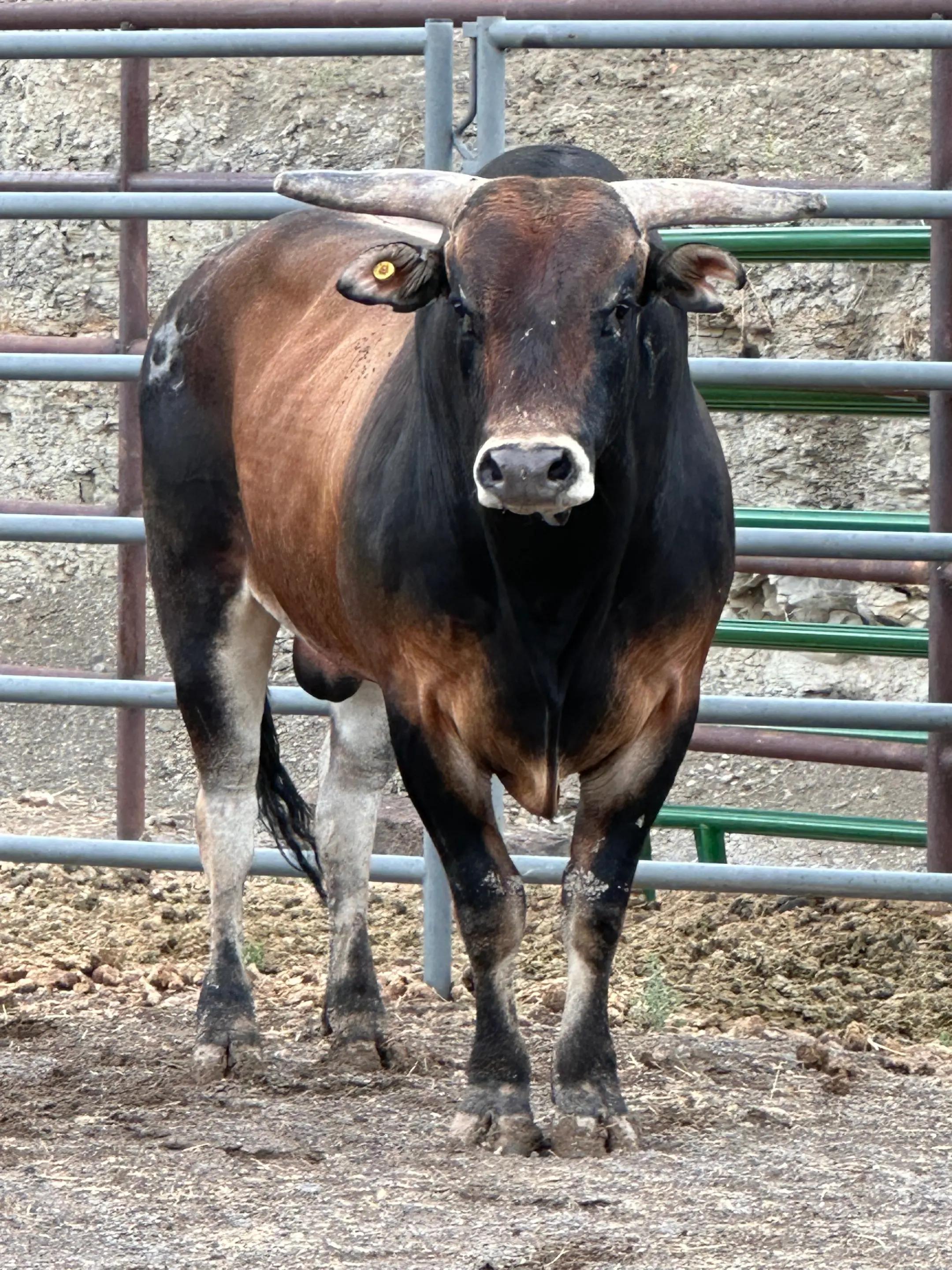 @B&G Bucking Bulls