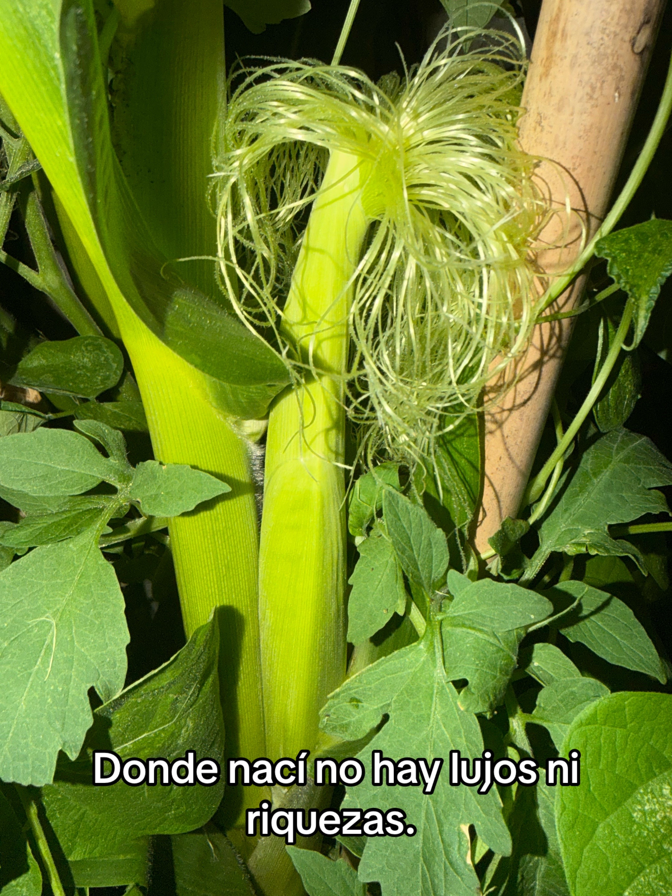 @Ronyp88