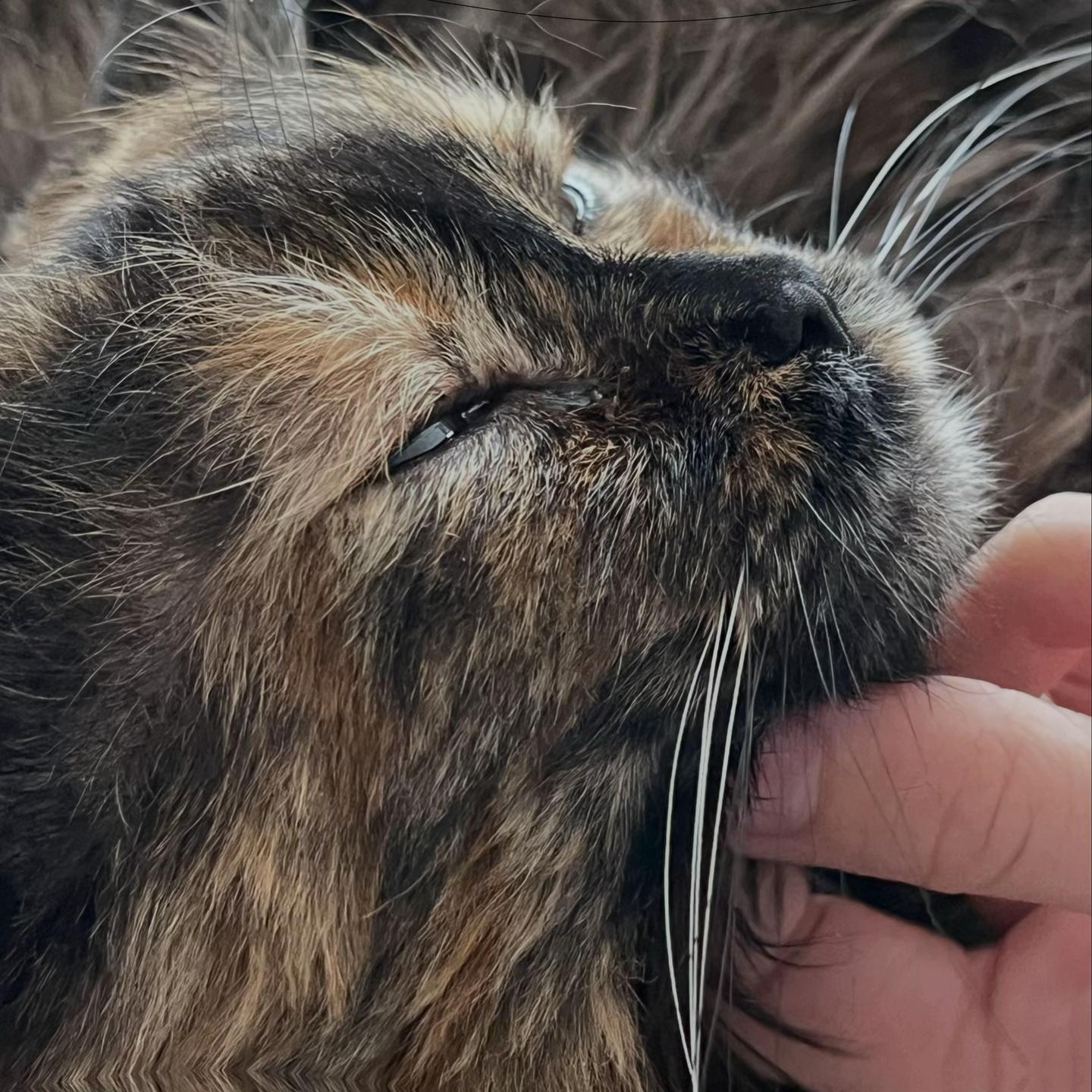 @Oh my kitty nails - Vaness art