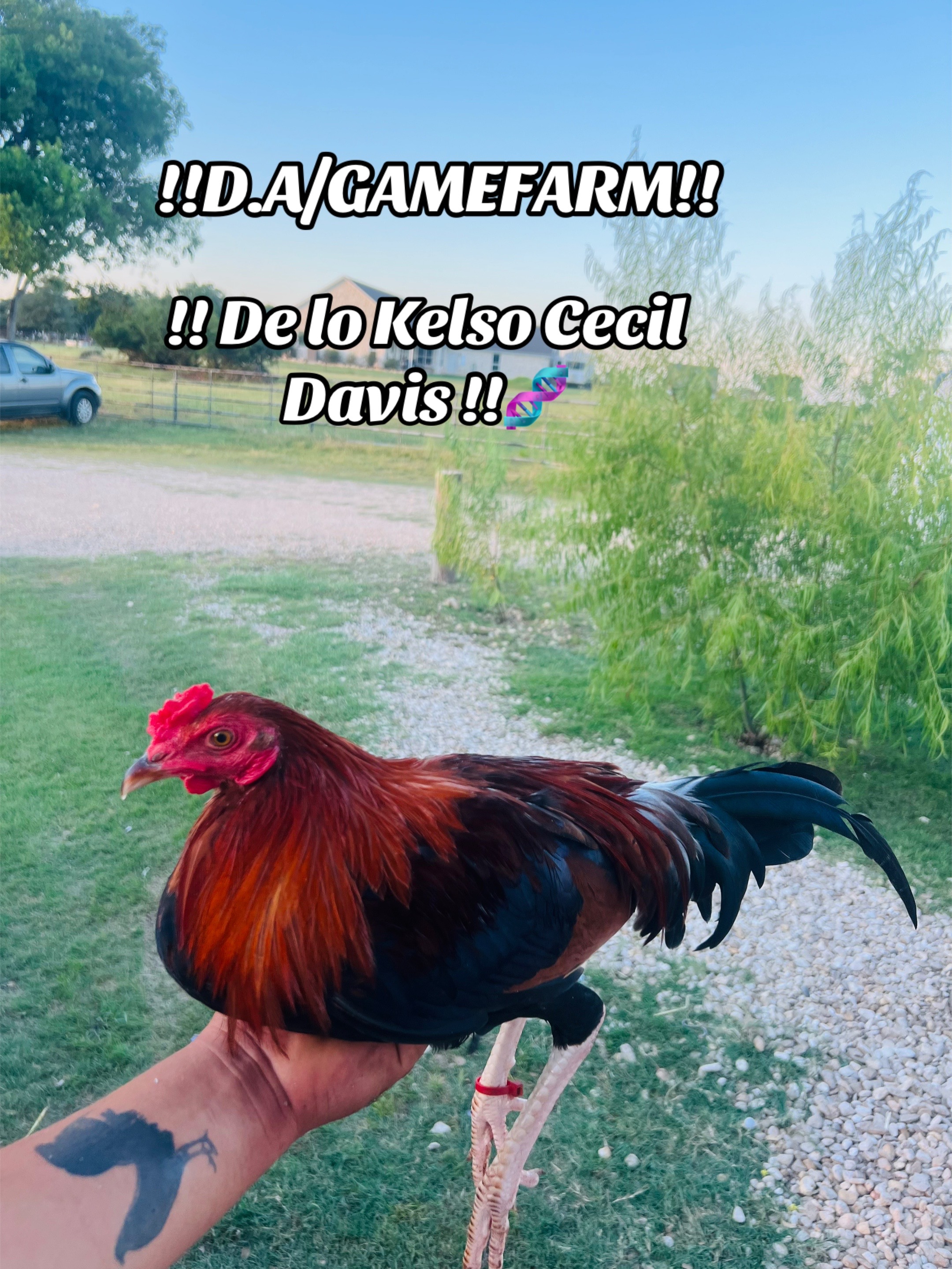 @DAgamefarm