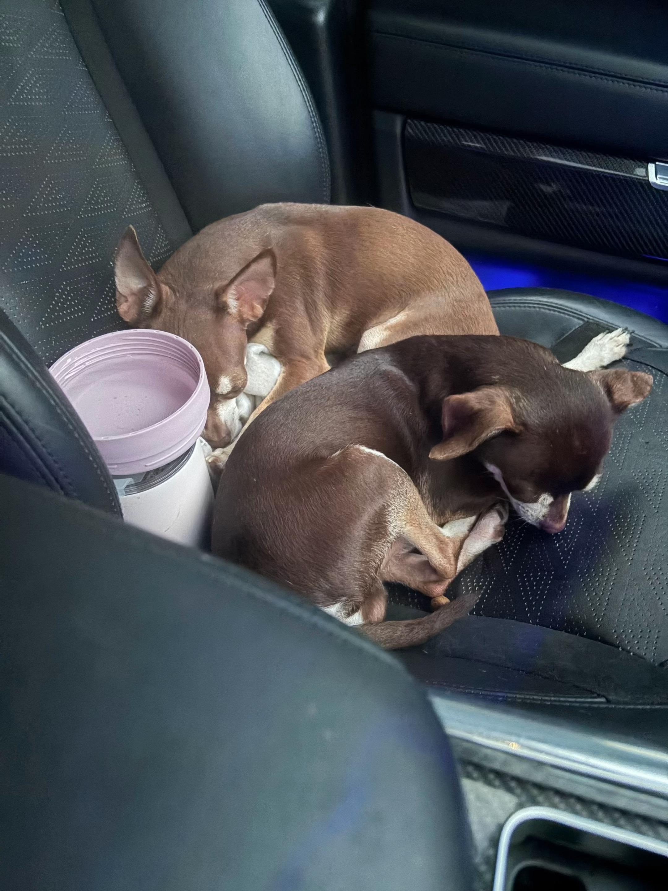 @Suffolk Chihuahuas