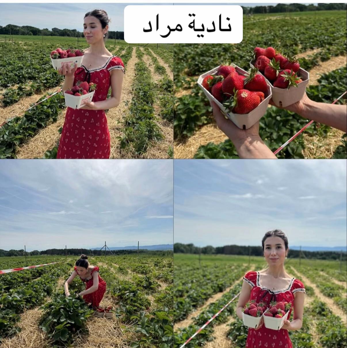 @shingal_1
