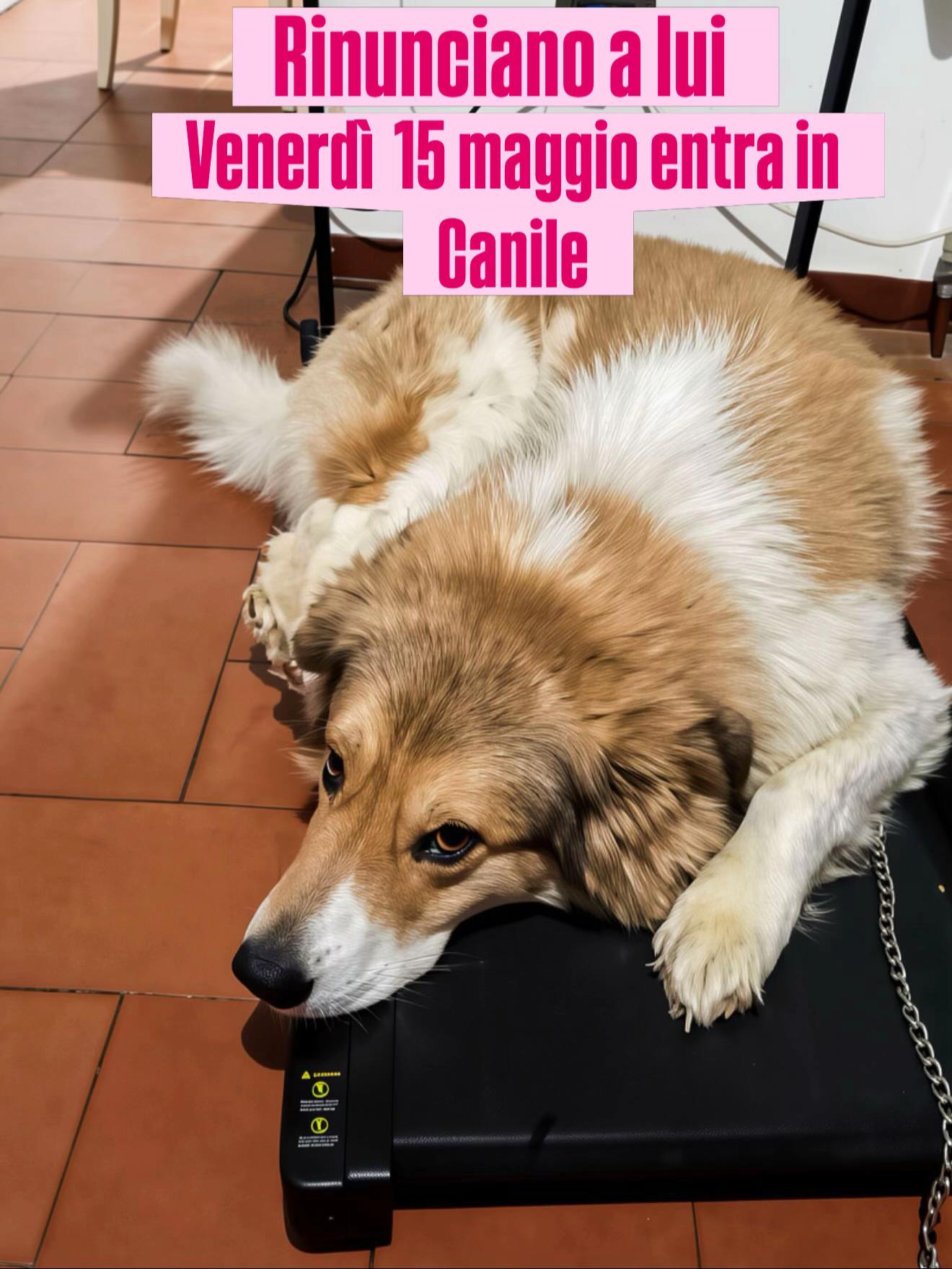 @Solo per amor loro 🐾🐾🐾🐾