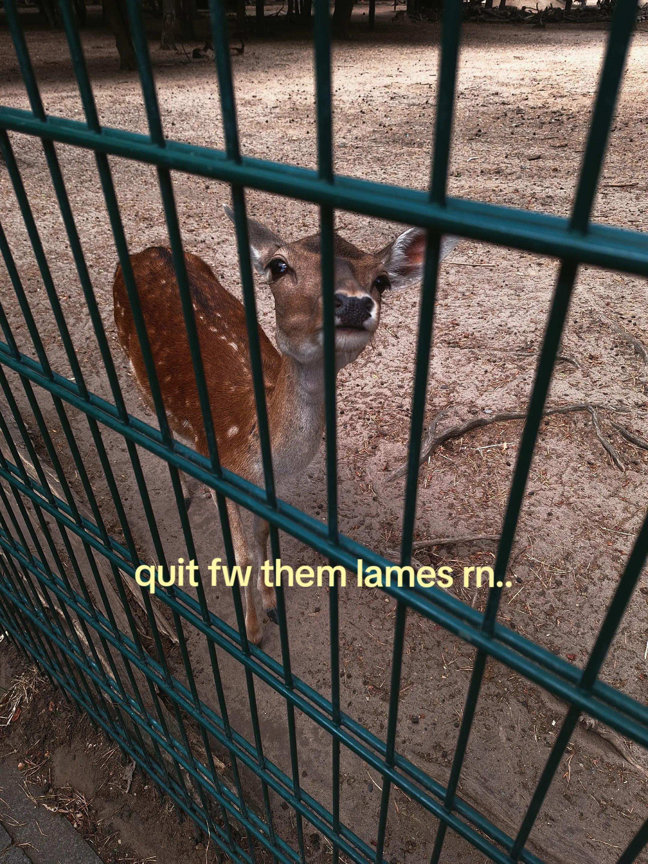 @𝐝𝐞𝐞𝐫𝐢𝐞🦌/𝐛𝐞𝐞🐝🔆