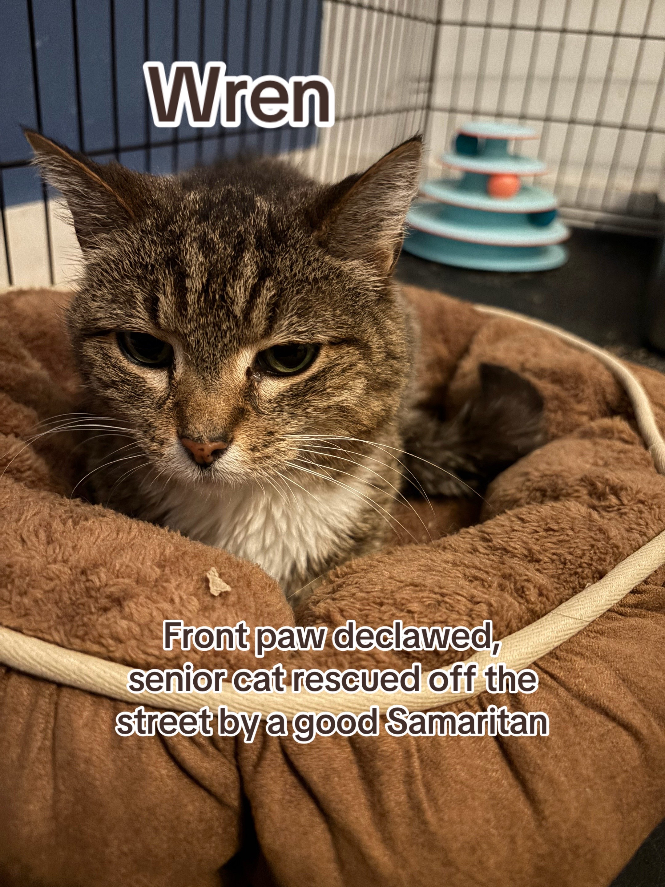 @Kovu&rsquo;s Kitties