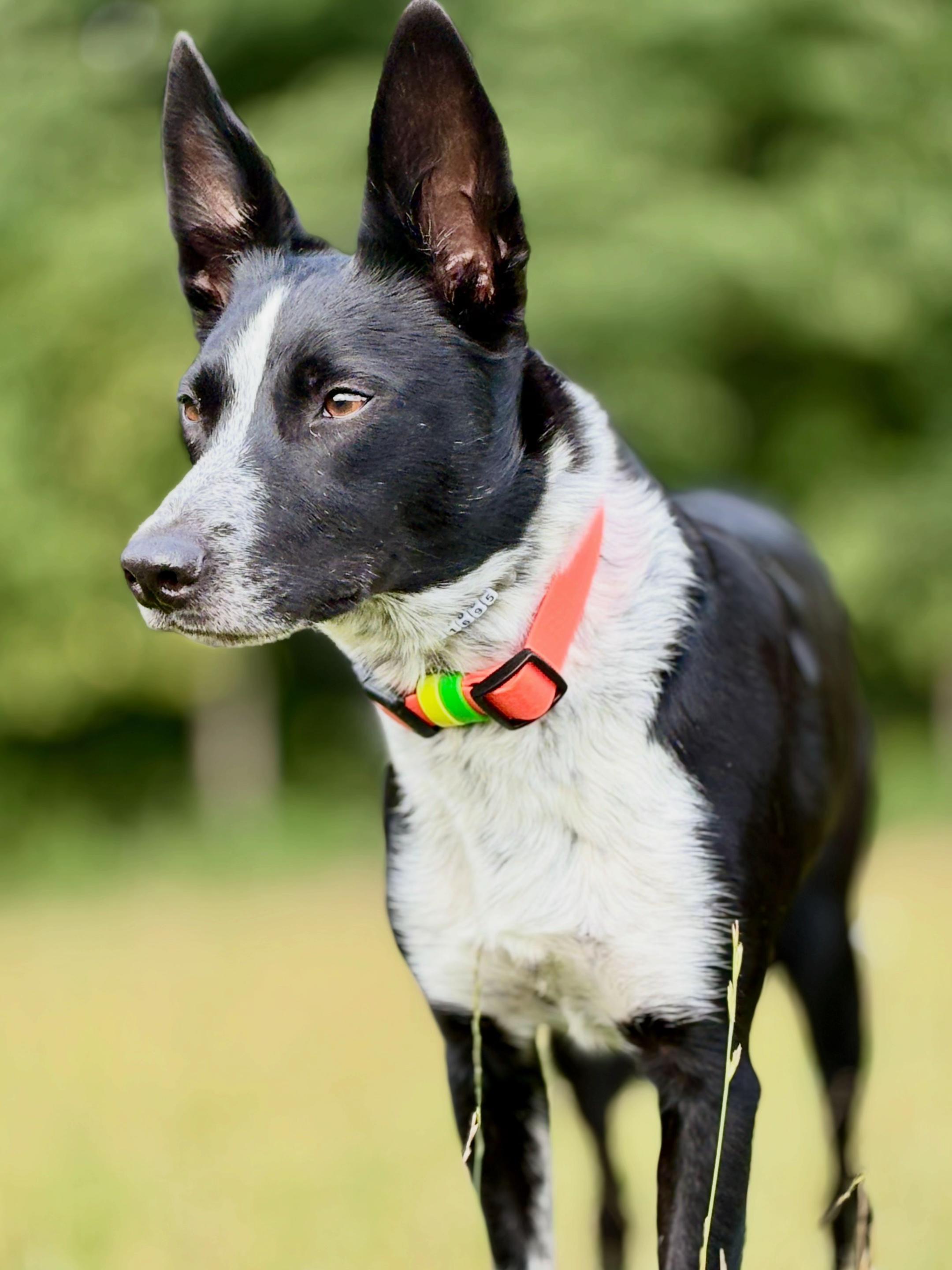 @hauka.dog