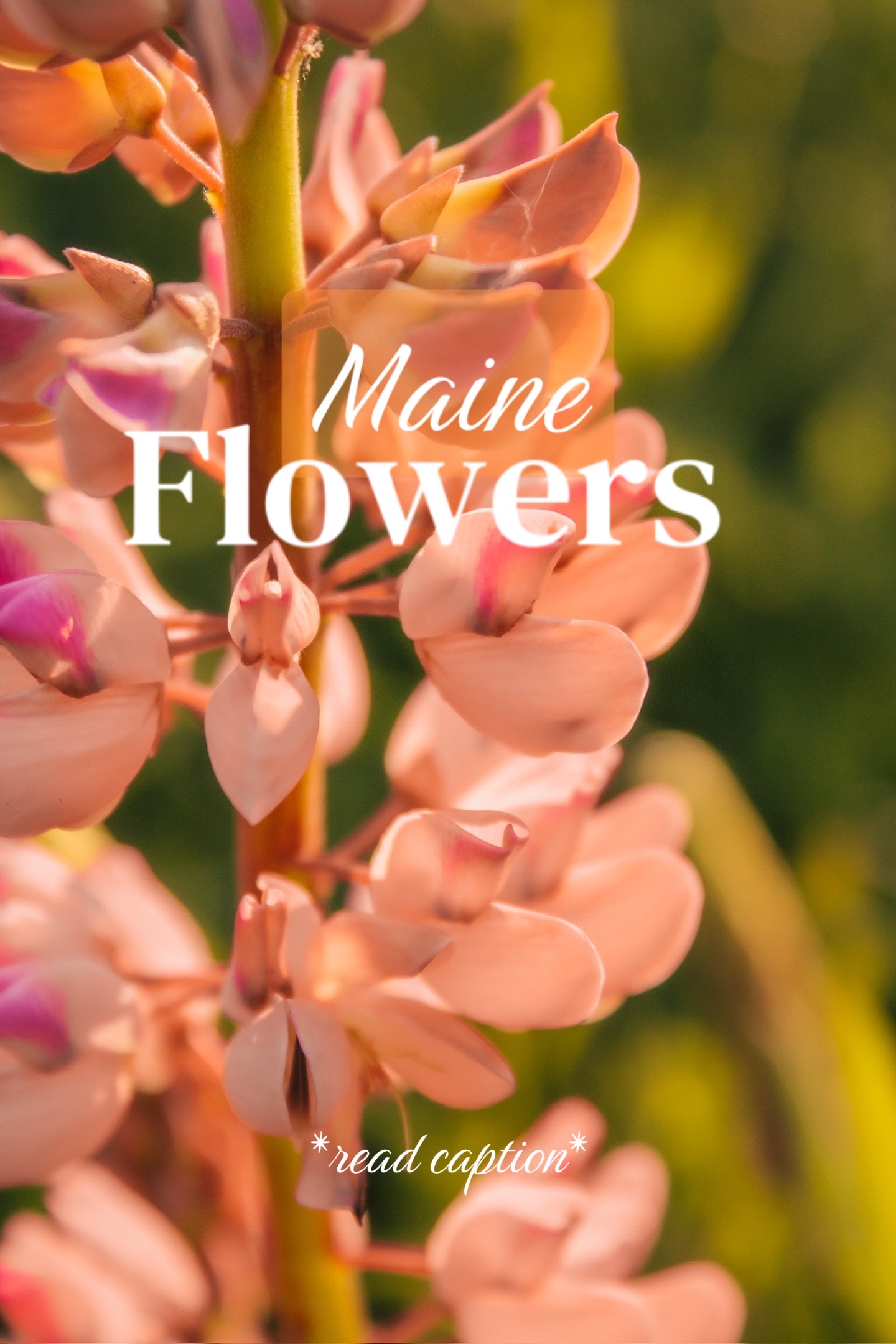 @Esme - HikeMaineWithMe