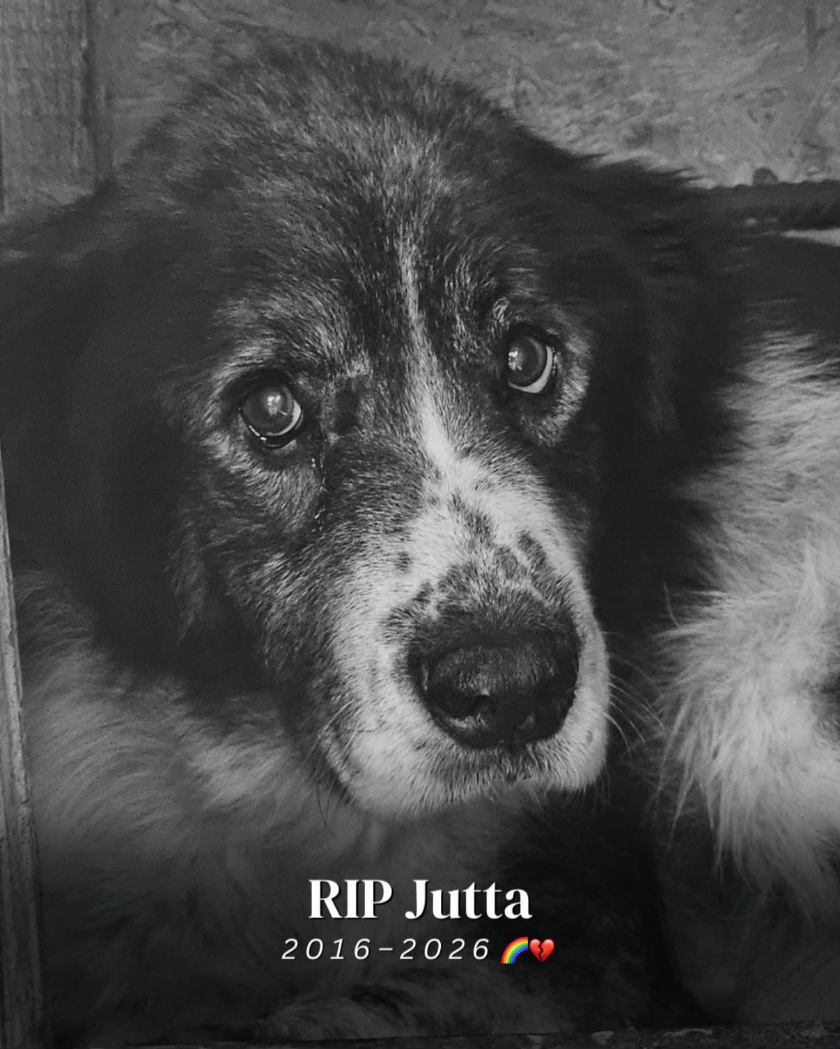 @SpecialDogs e.V.