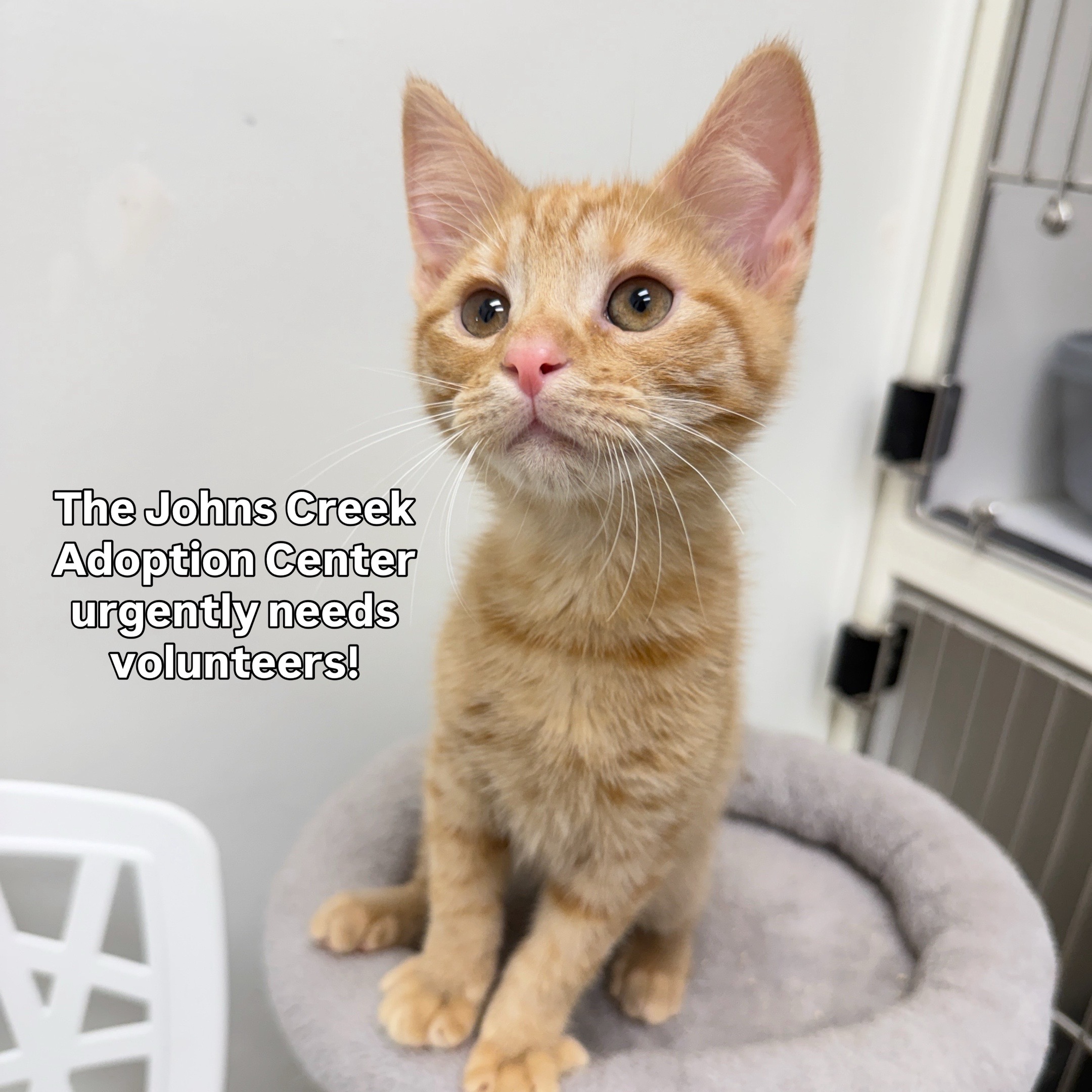 @Deanna | ATL Animal Rescue 🖤