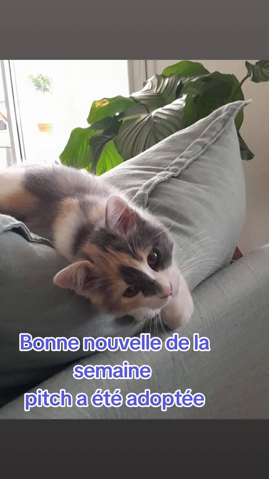 @Ass Les petits f&eacute;lins de Corse