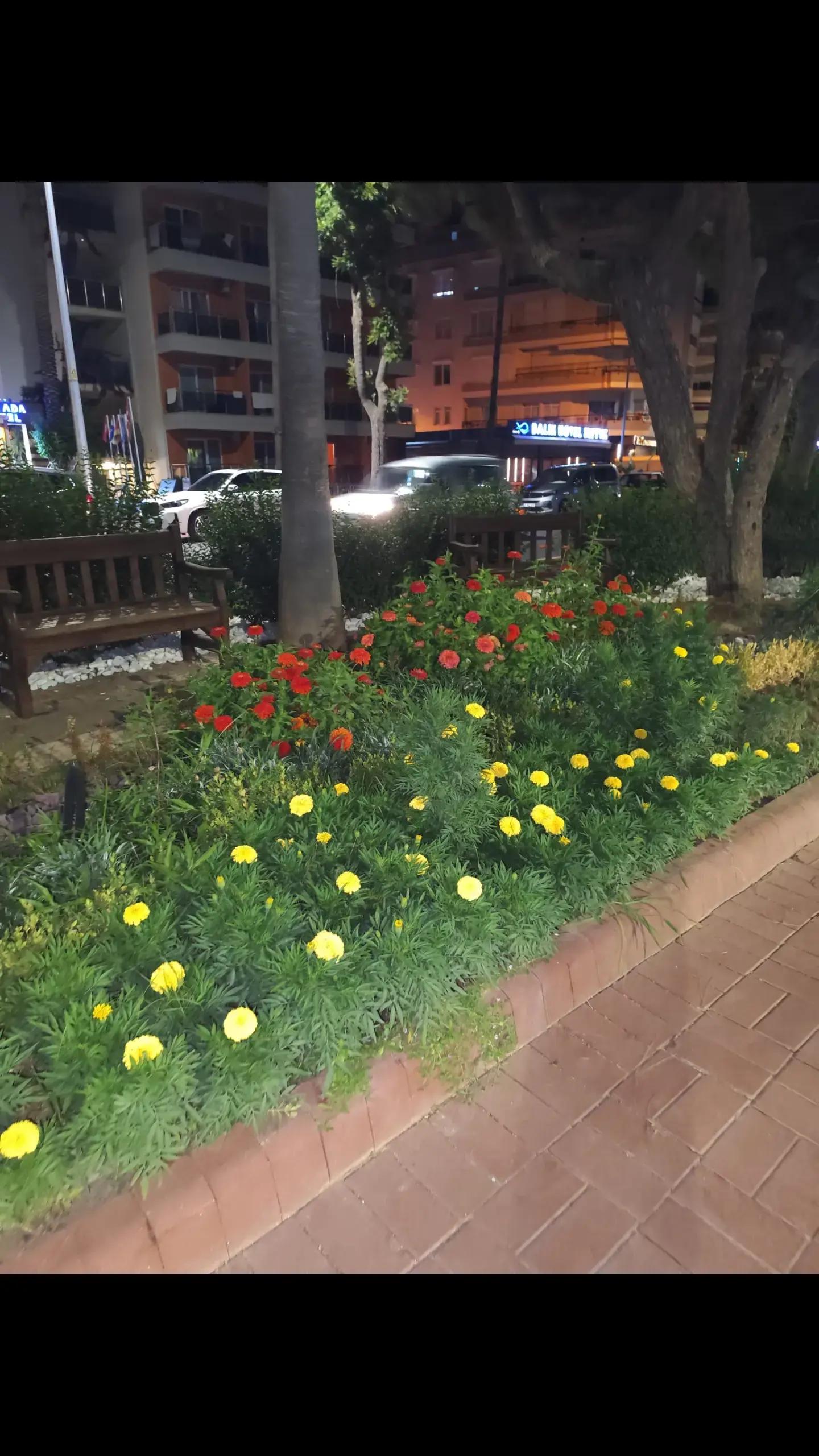 @Kır papatyası 🌼💮🌸🍀🌹