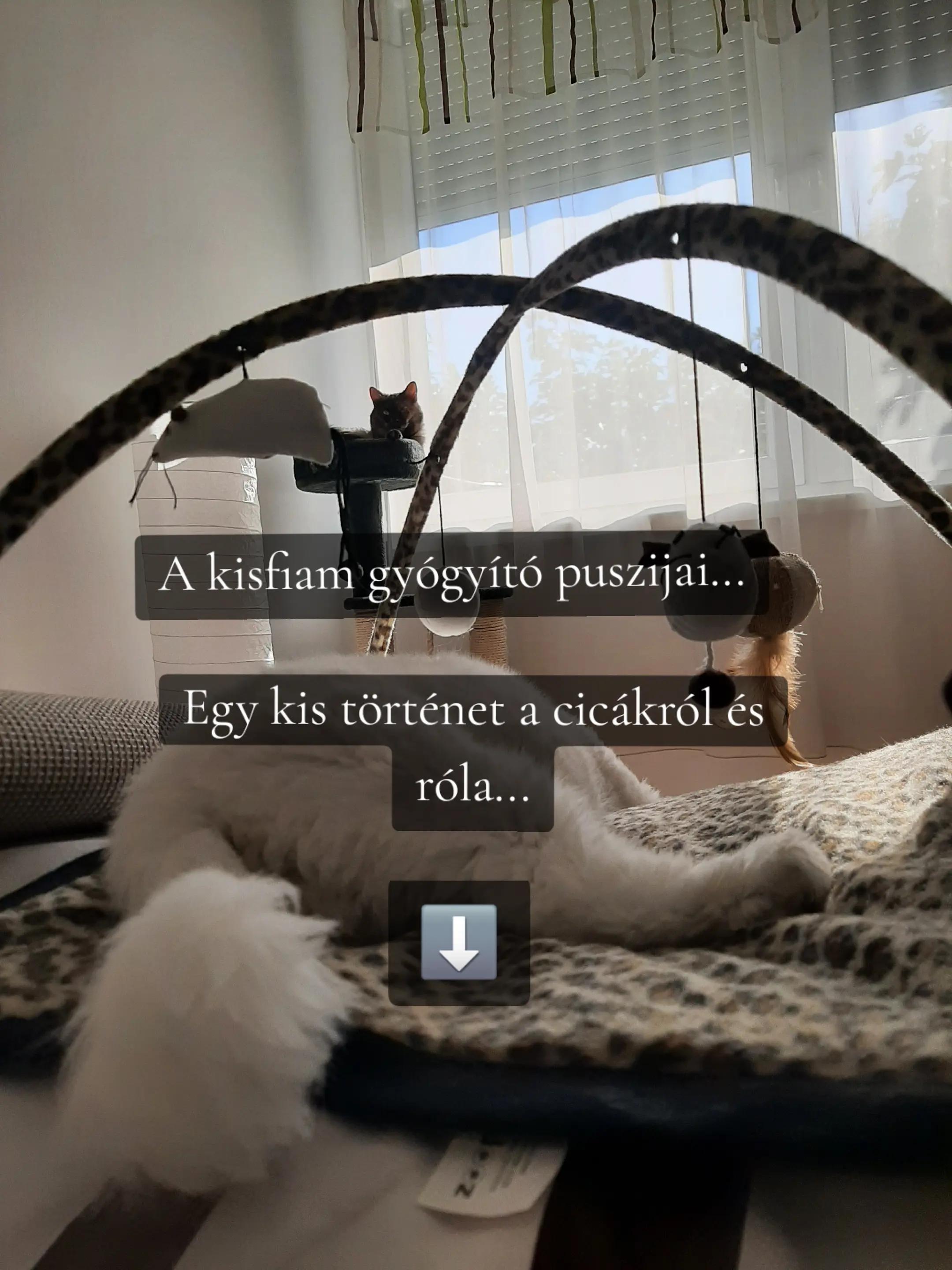 @Juh&aacute;sz-Rudnai K&iacute;ra