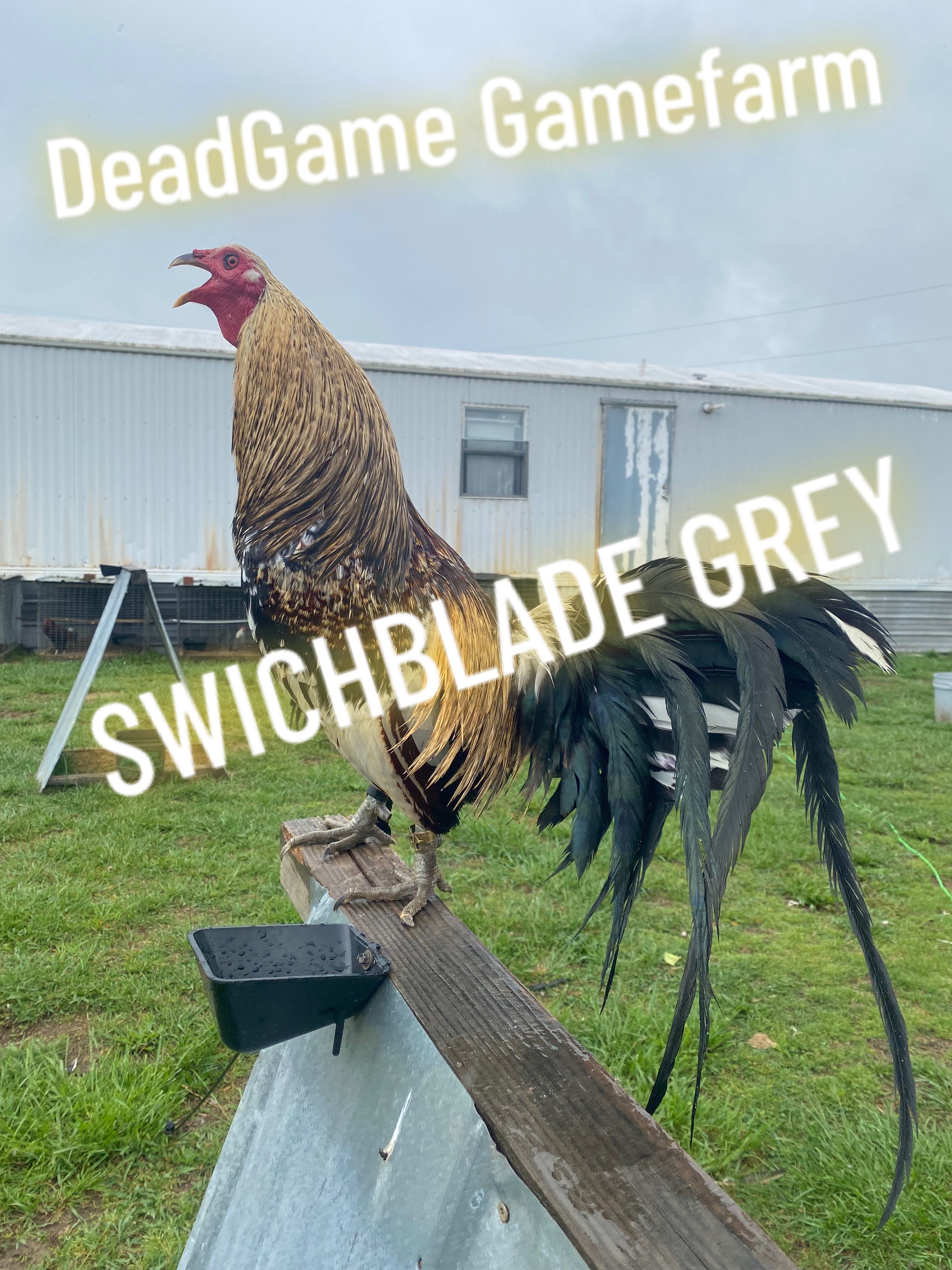 @DeadGame.Gamefarm