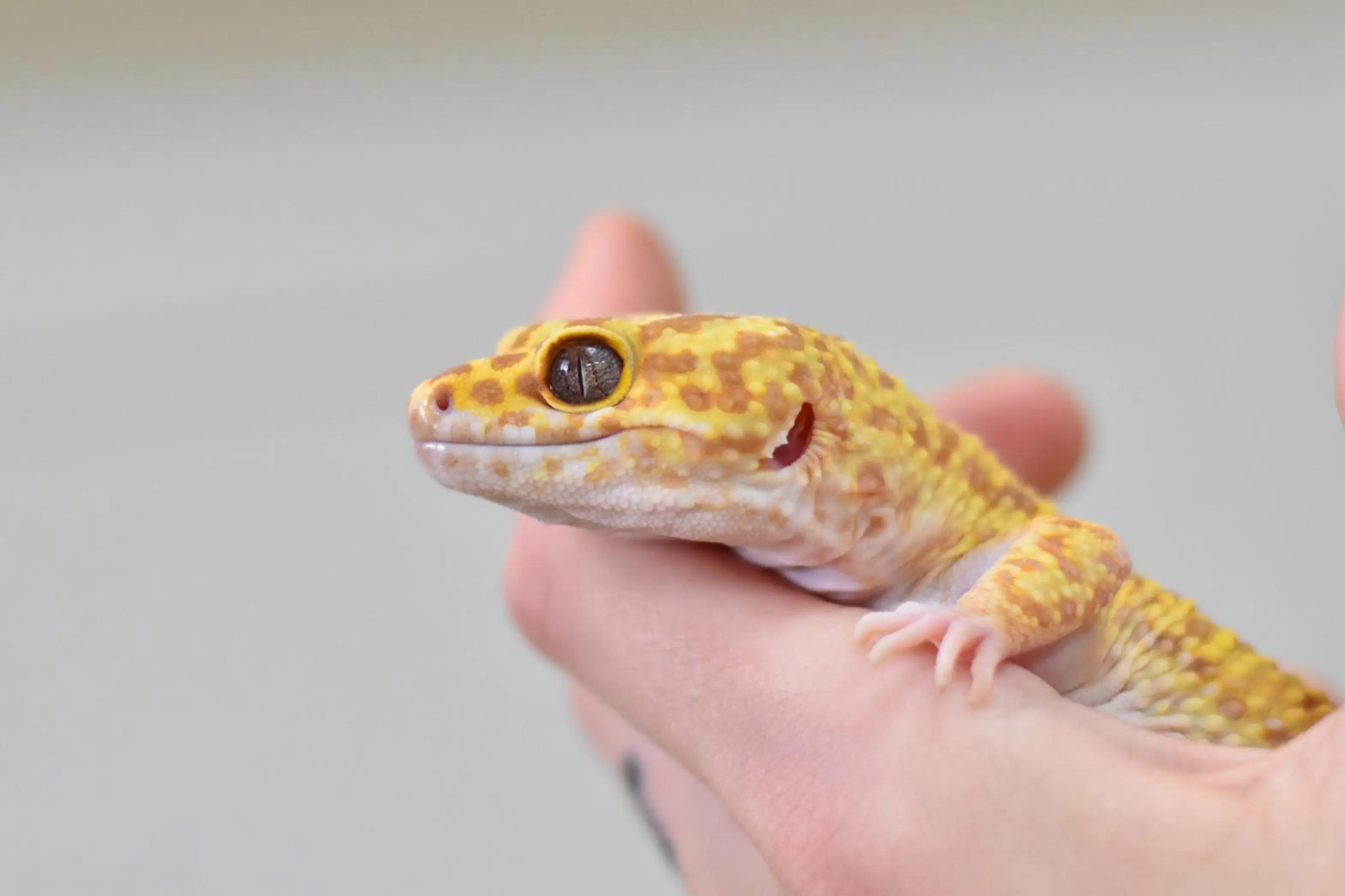 @T & N reptiles