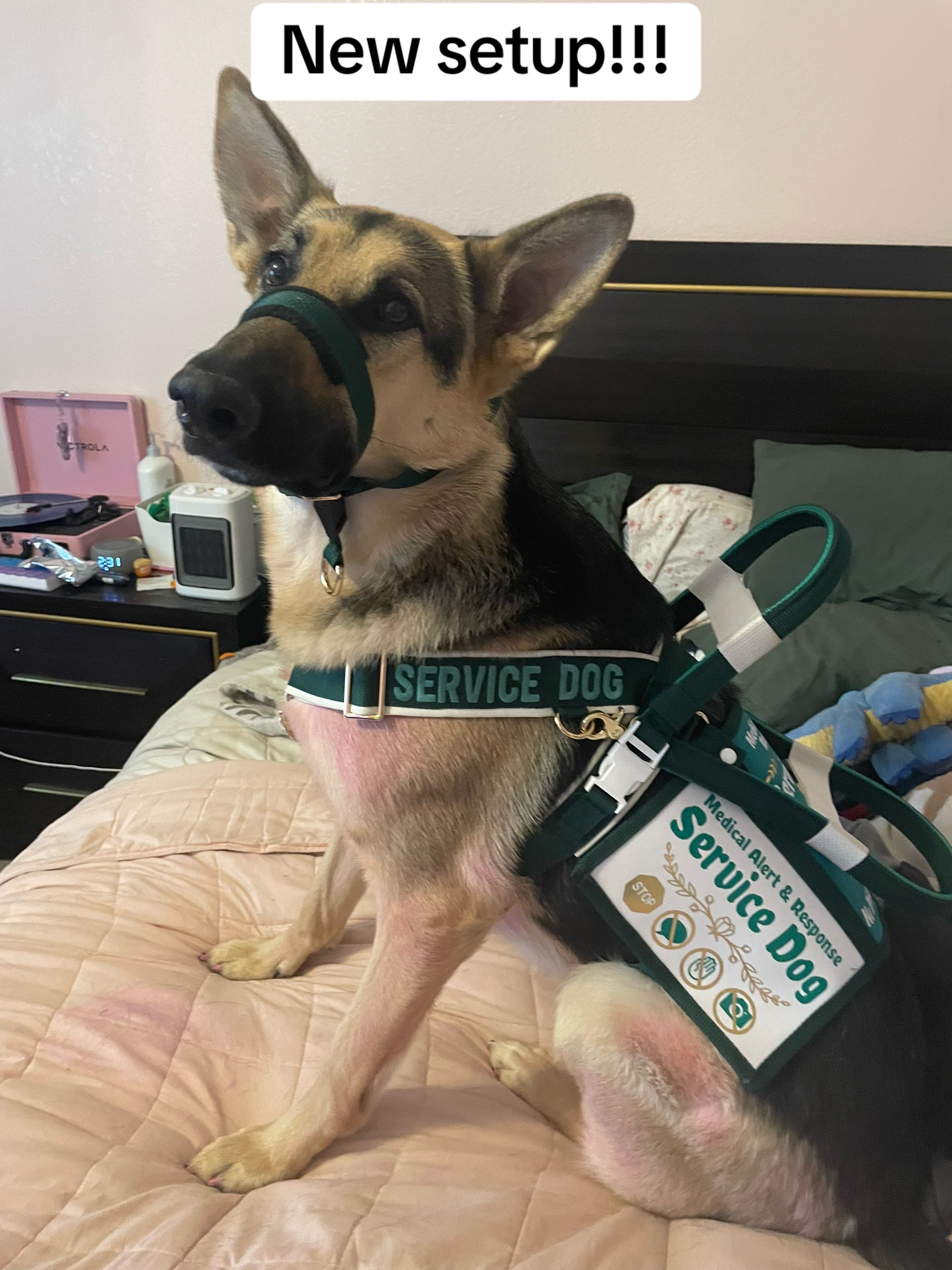 @duchesstheworkingdog
