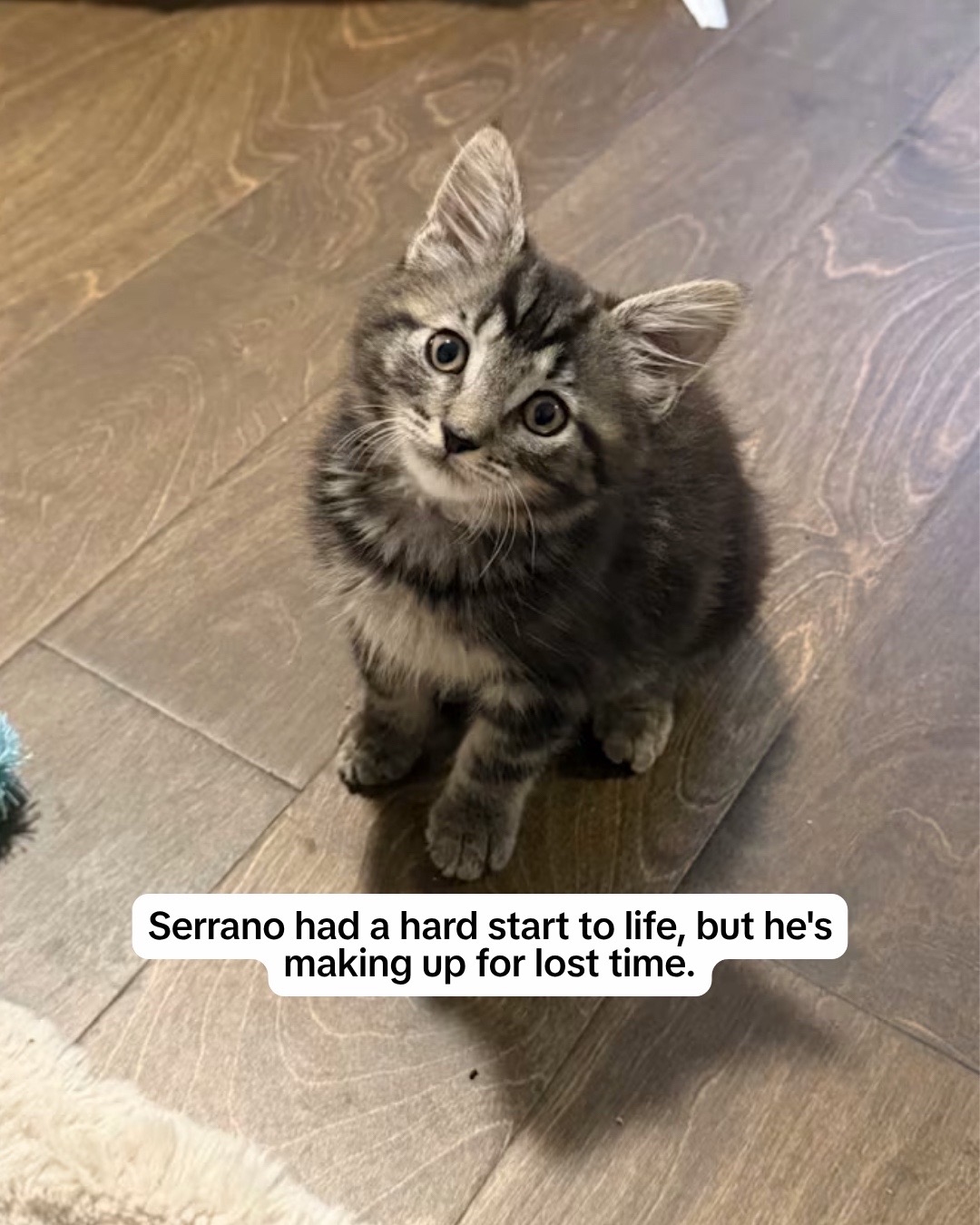 @Adopt a Pet