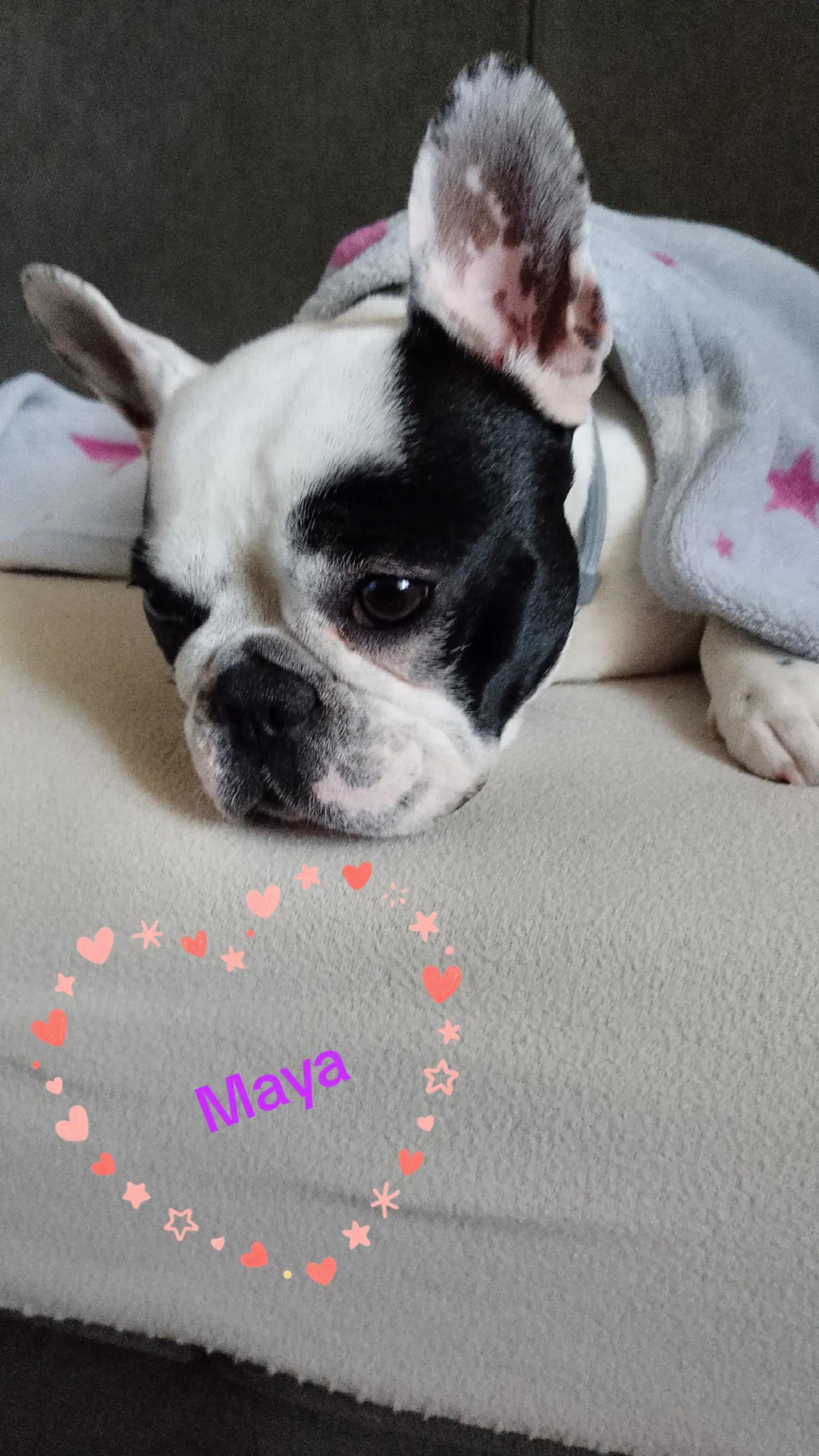 @Nelly🩷Maya🐶