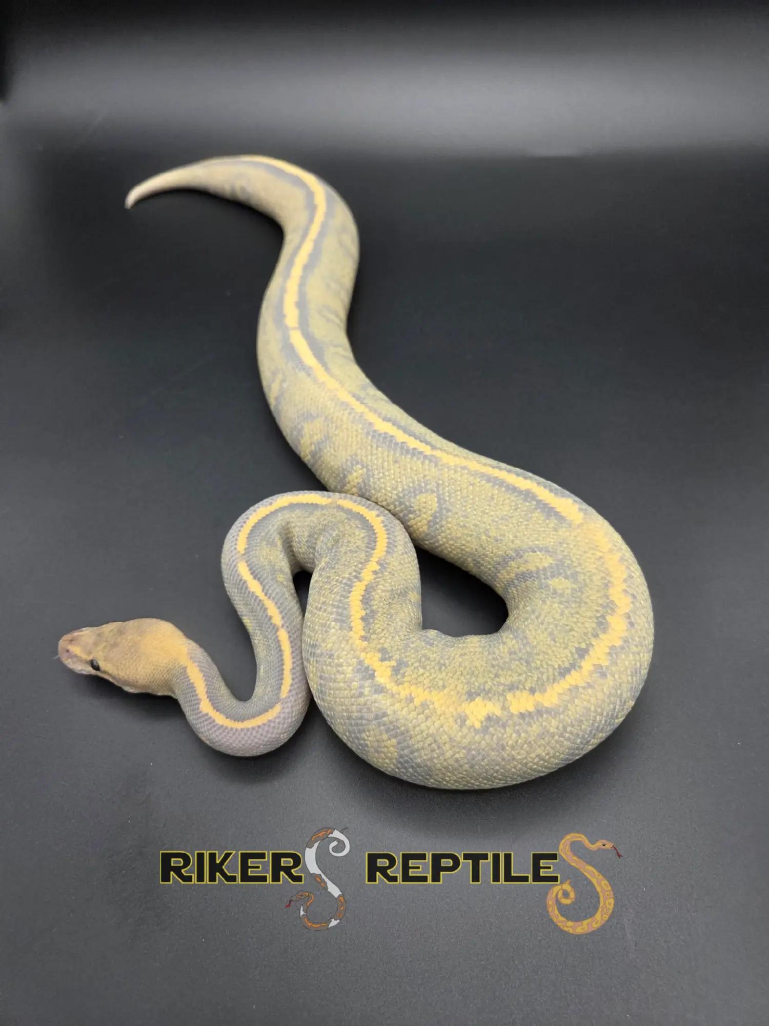 @Rikers Reptiles