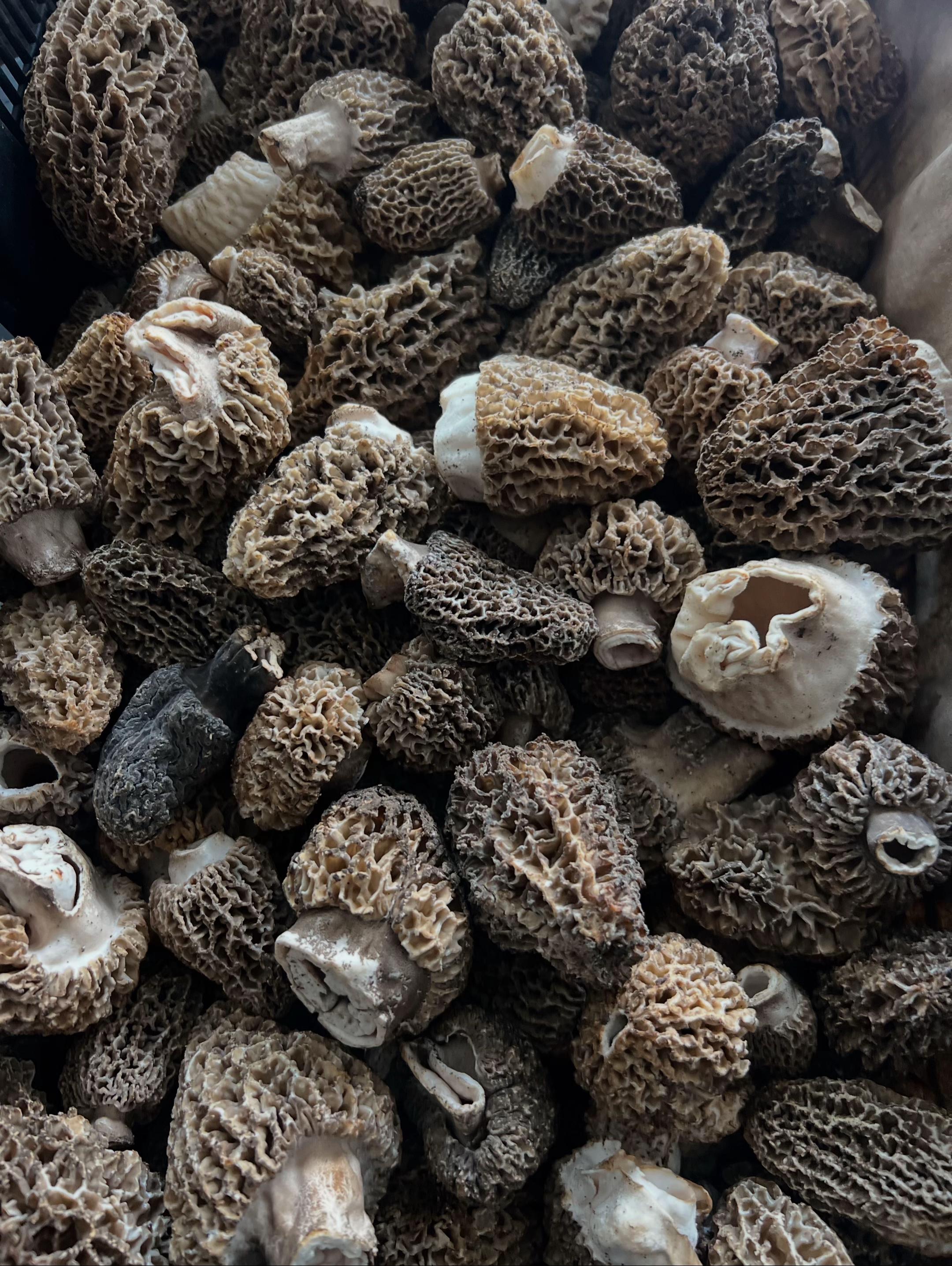@The Mushroom Hub