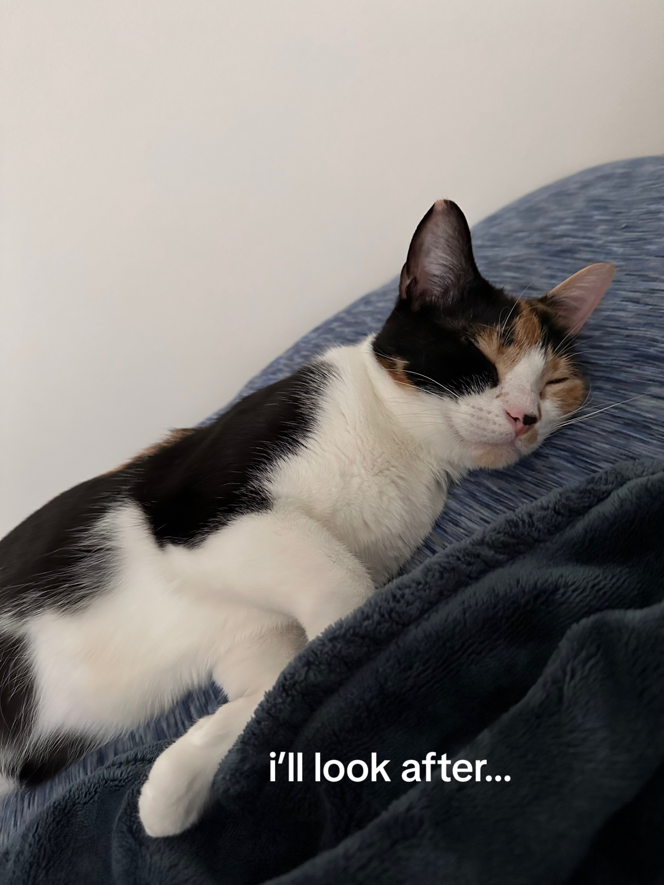 @mo