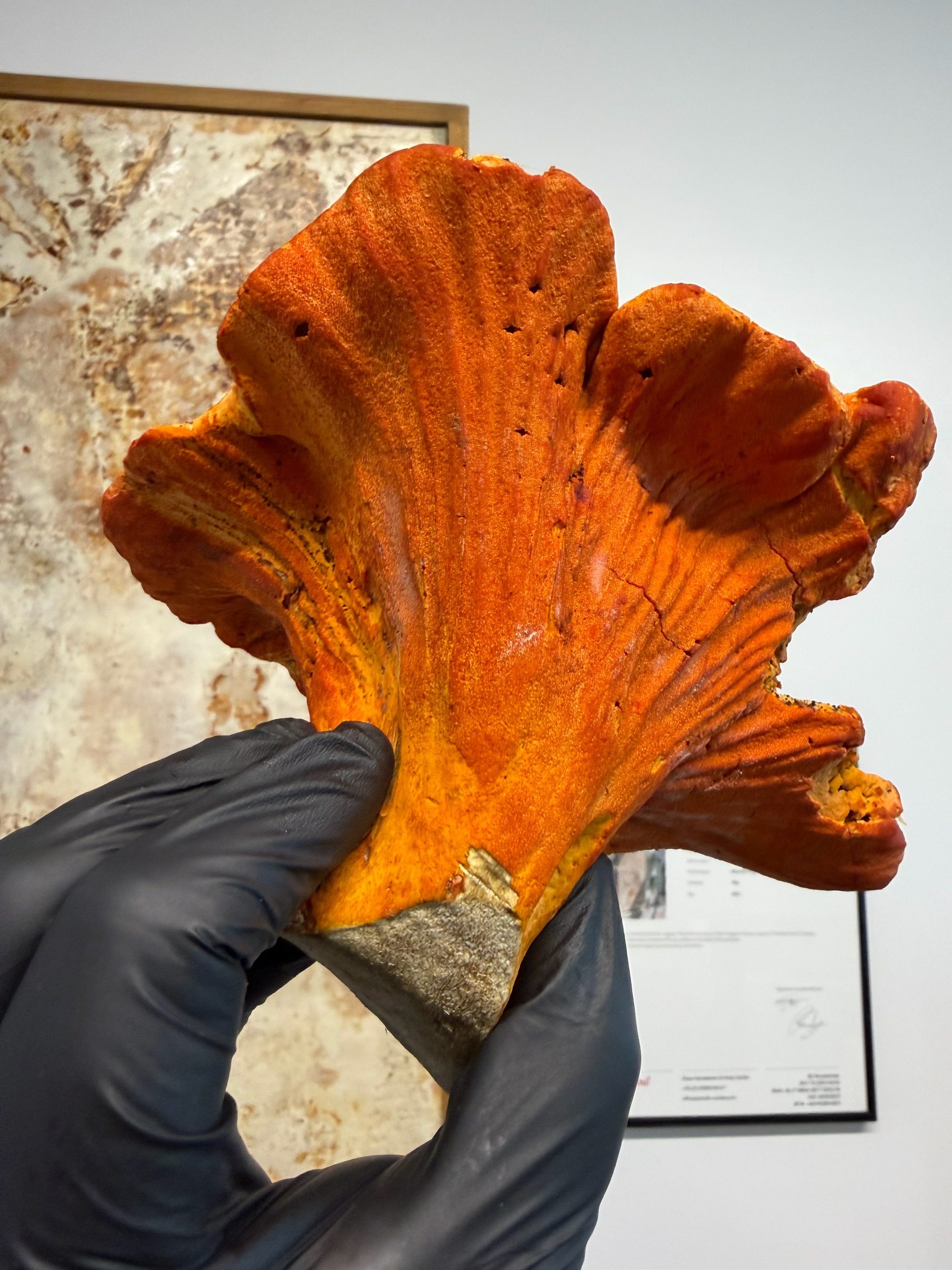 @The Mushroom Hub