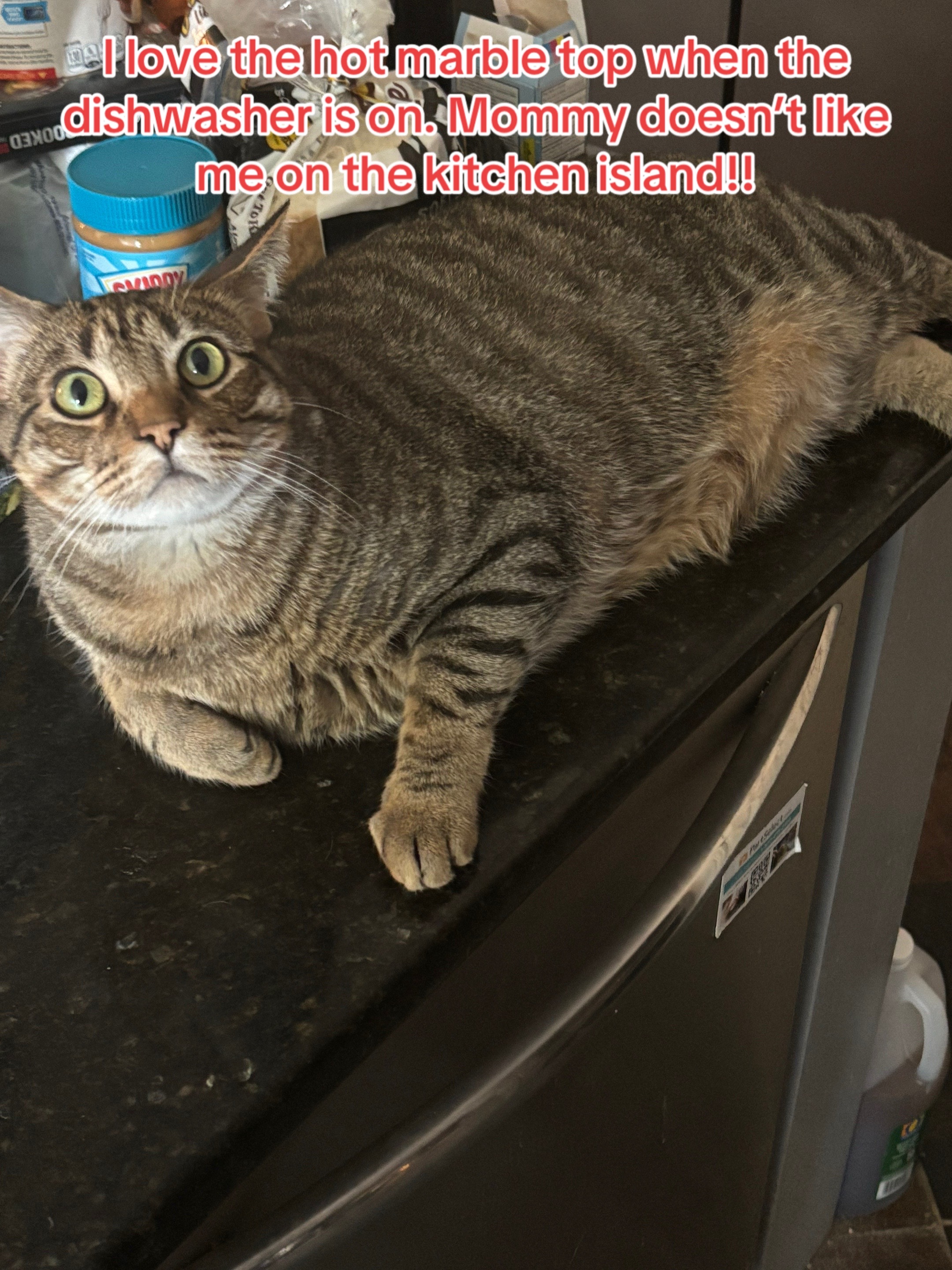 @LifeofRileyMeow