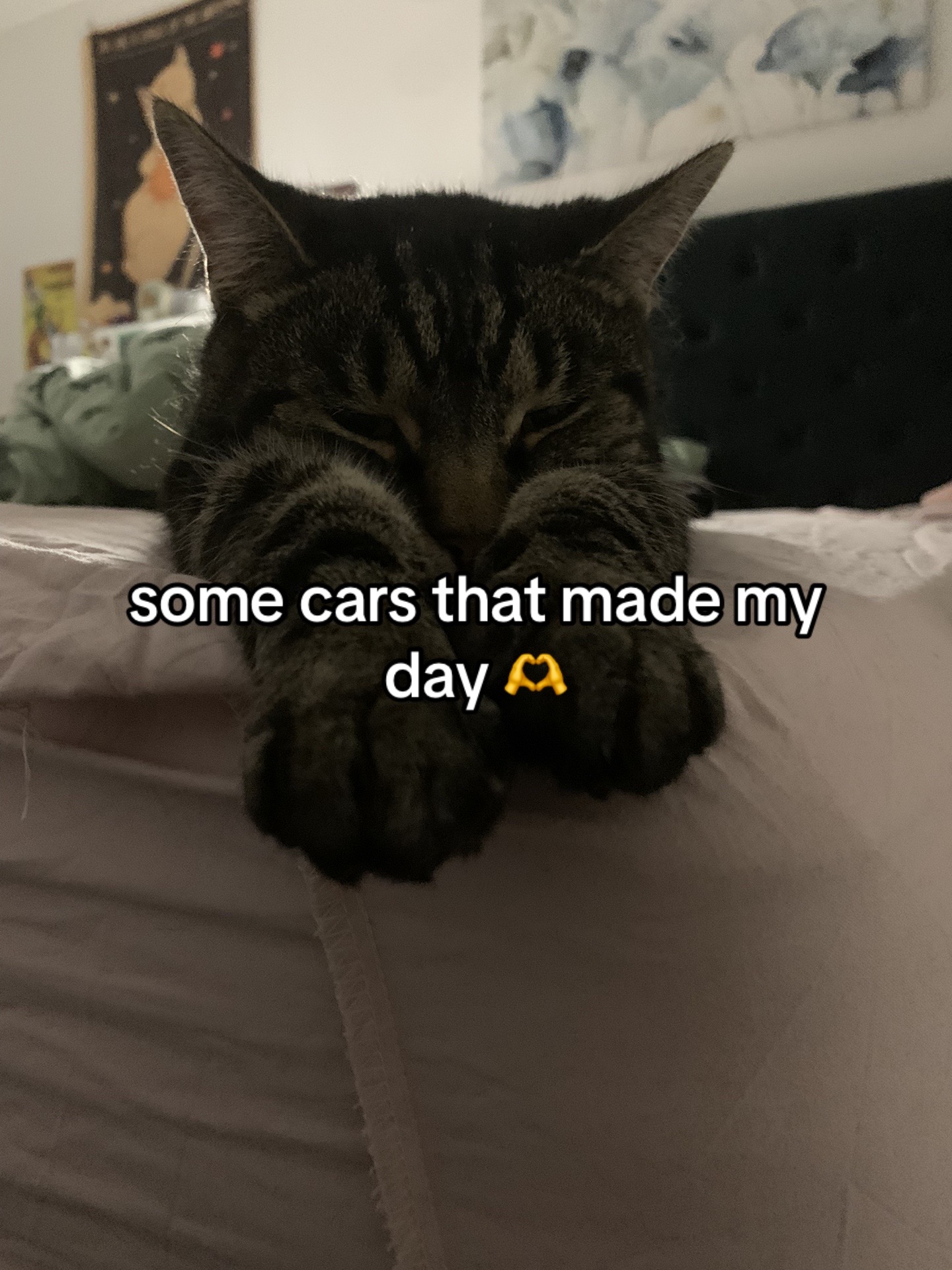 @tofu cat ⭑