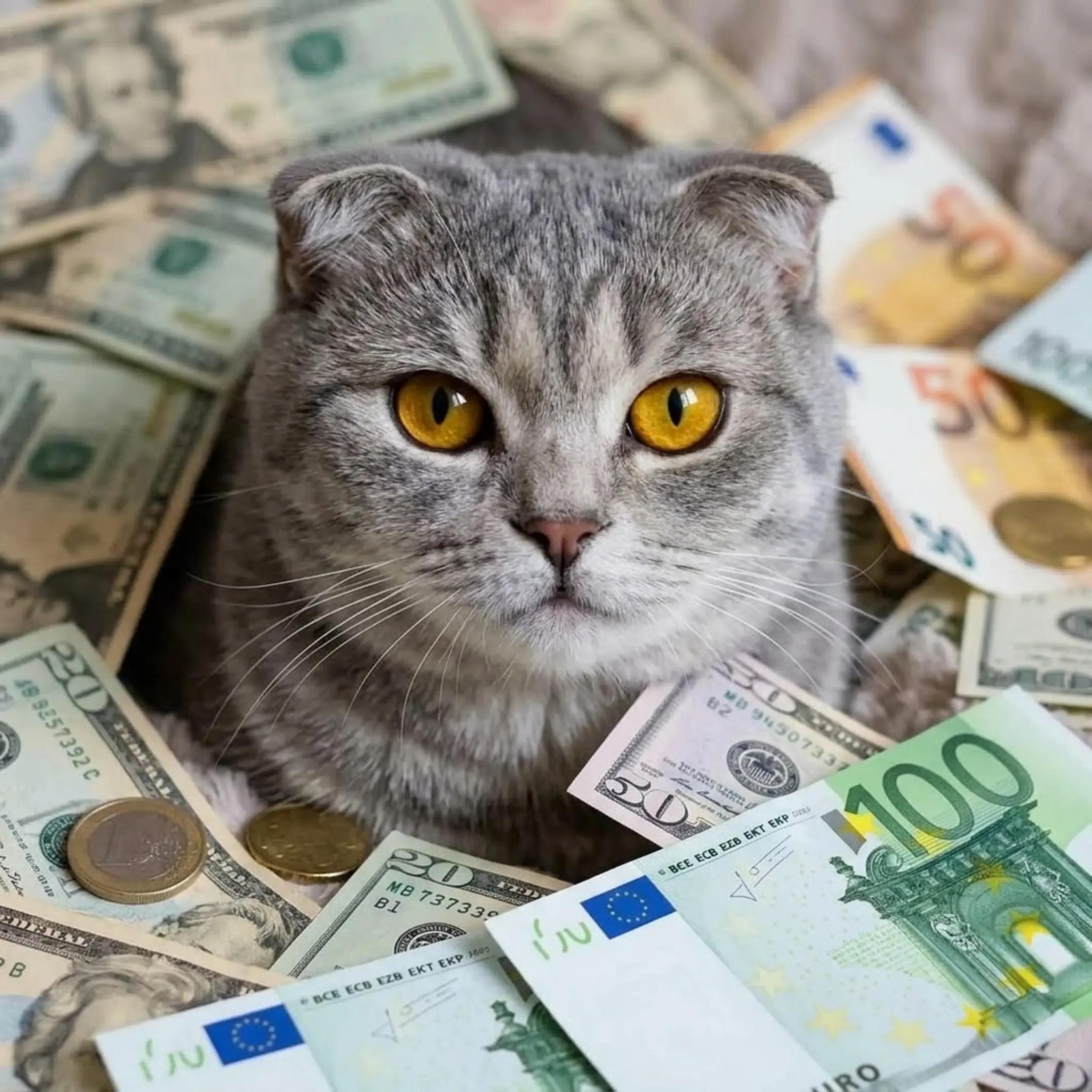 @Киця Бабина
