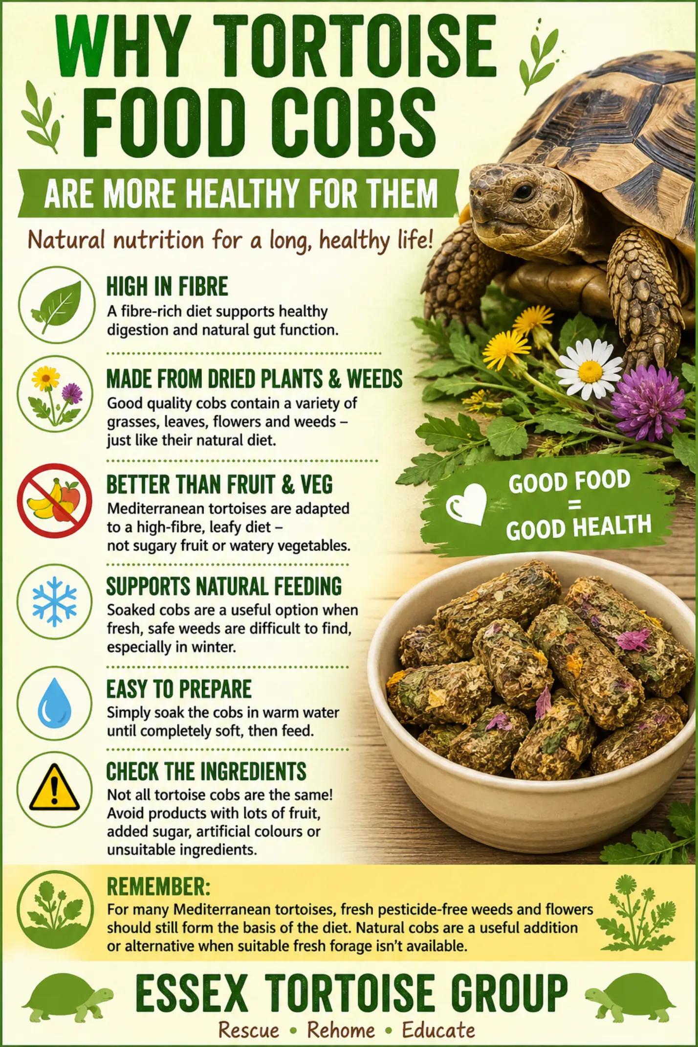 @essex tortoise group