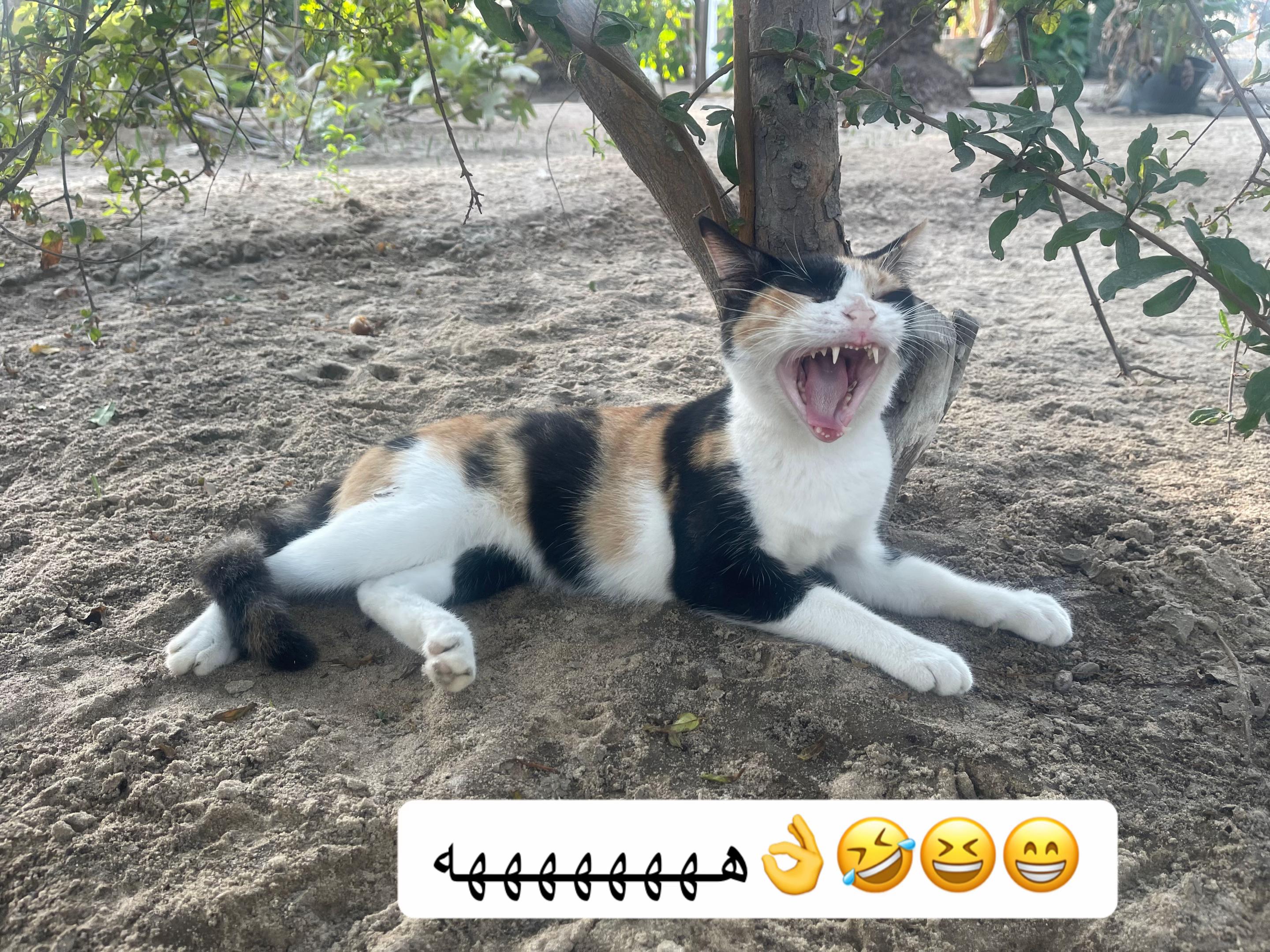 @ashkaltbiah