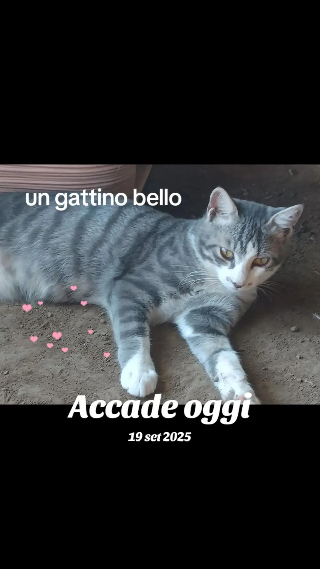 @amica dei gatti