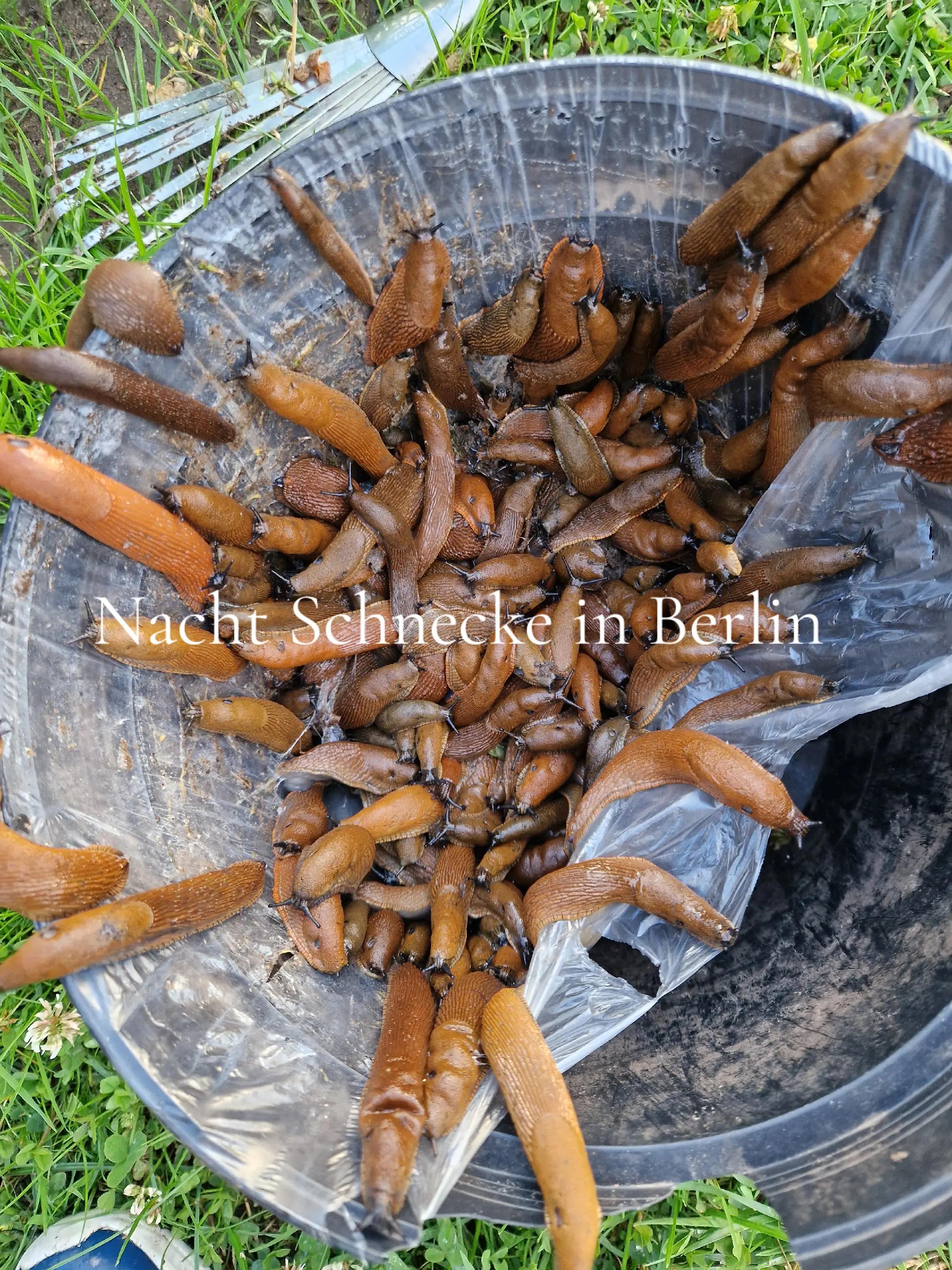 @Nunzio Berlino