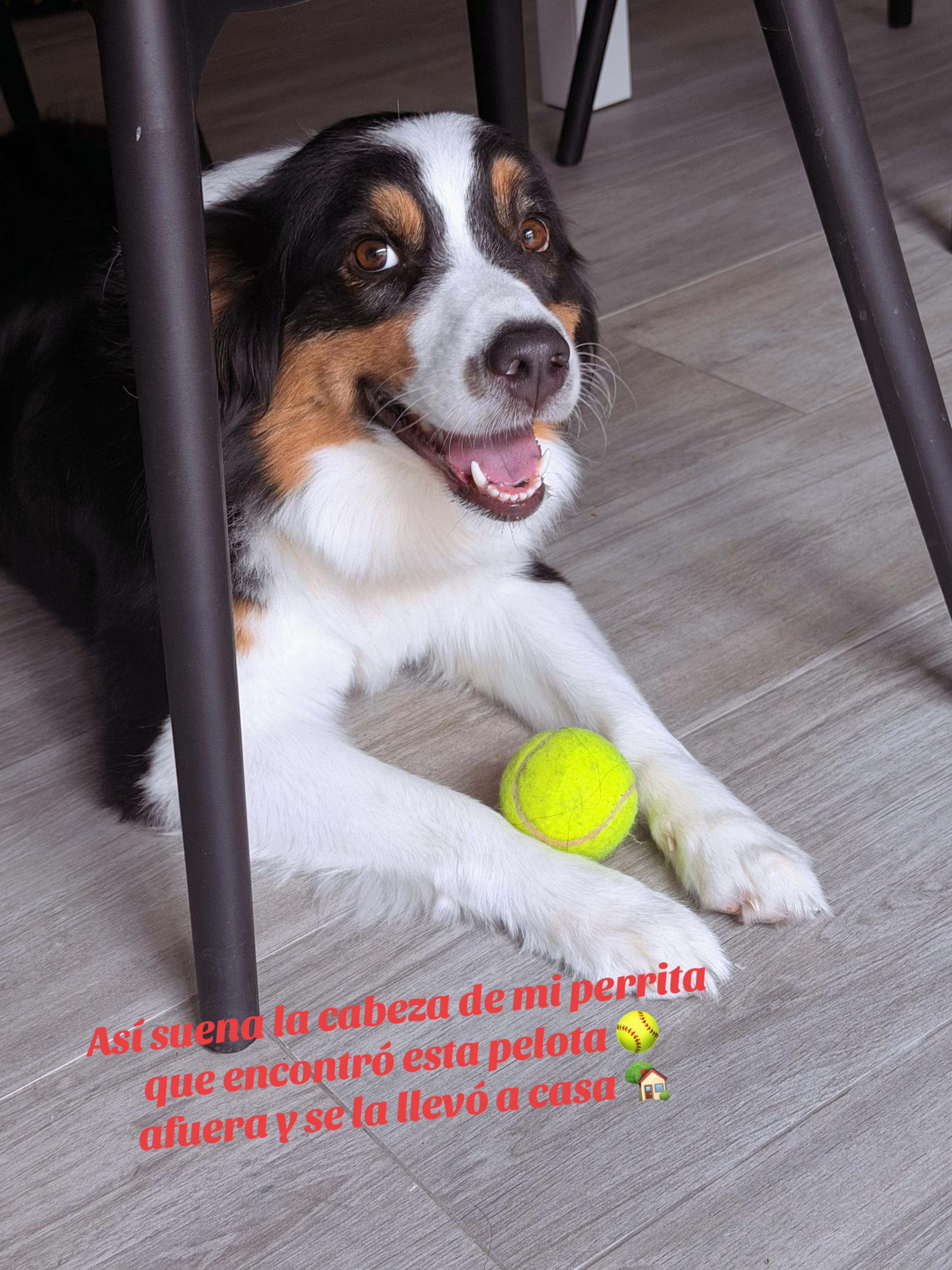 @Luna&Molly_mylife❤️