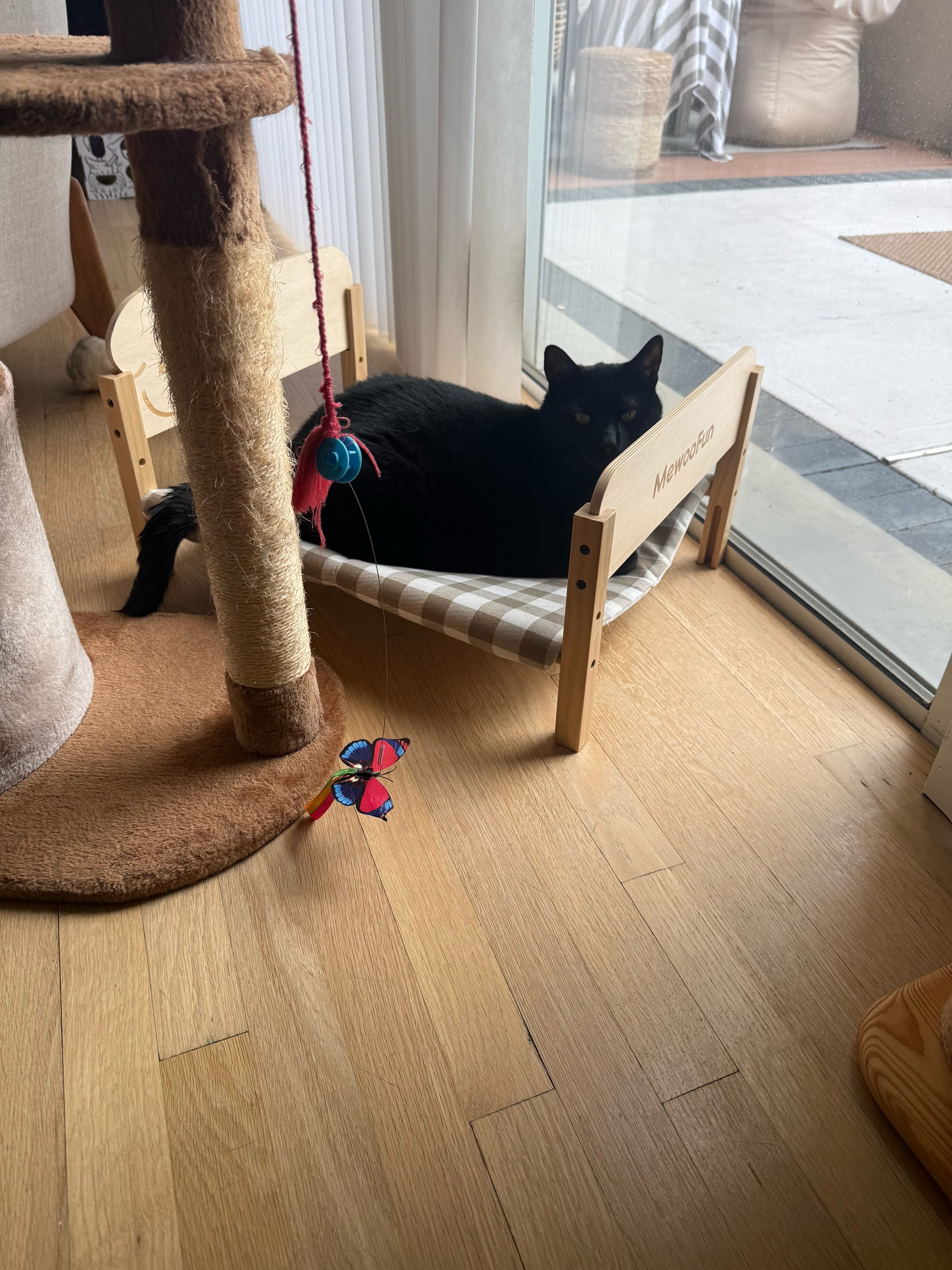 @Oscar&ensp;Jeremy&ensp;the&ensp;cat!