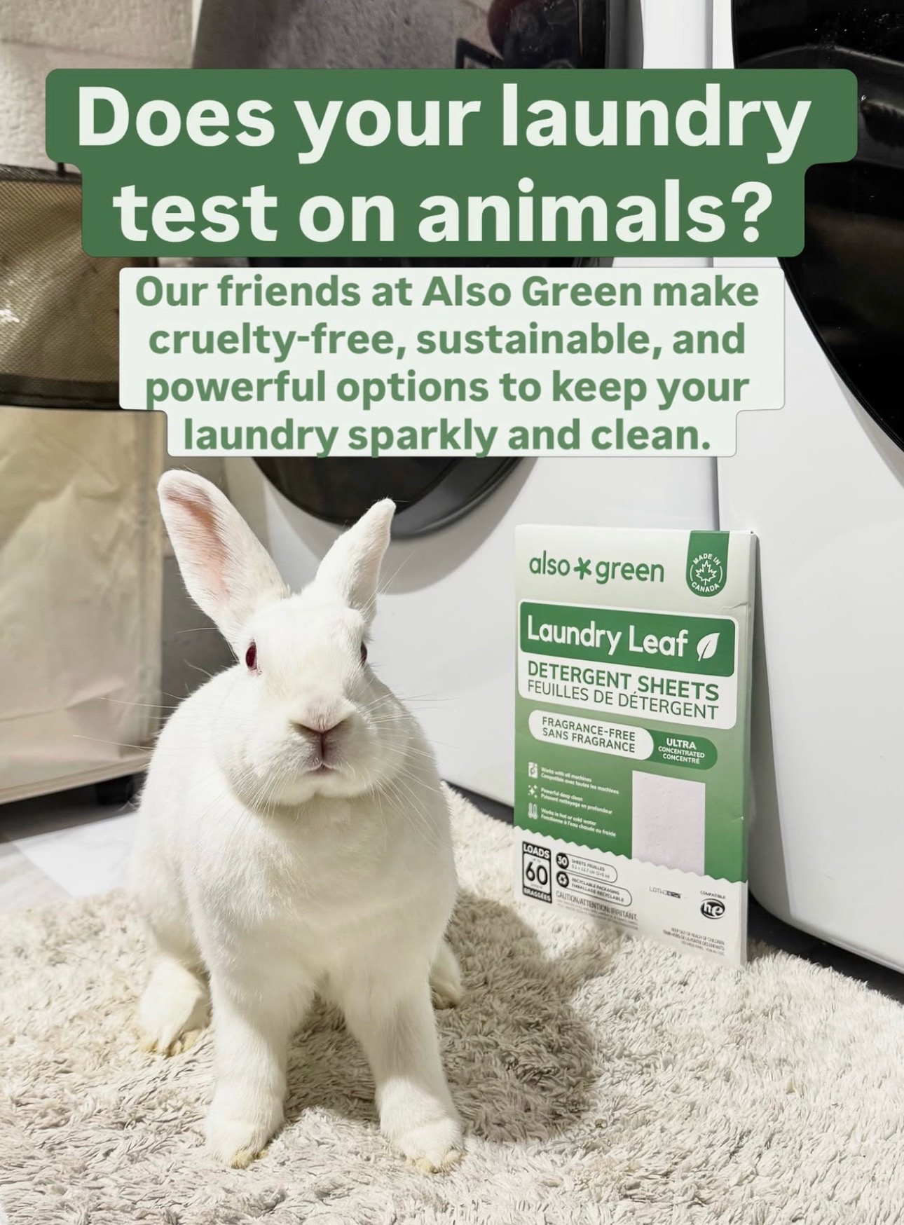@Leaping Bunny Program