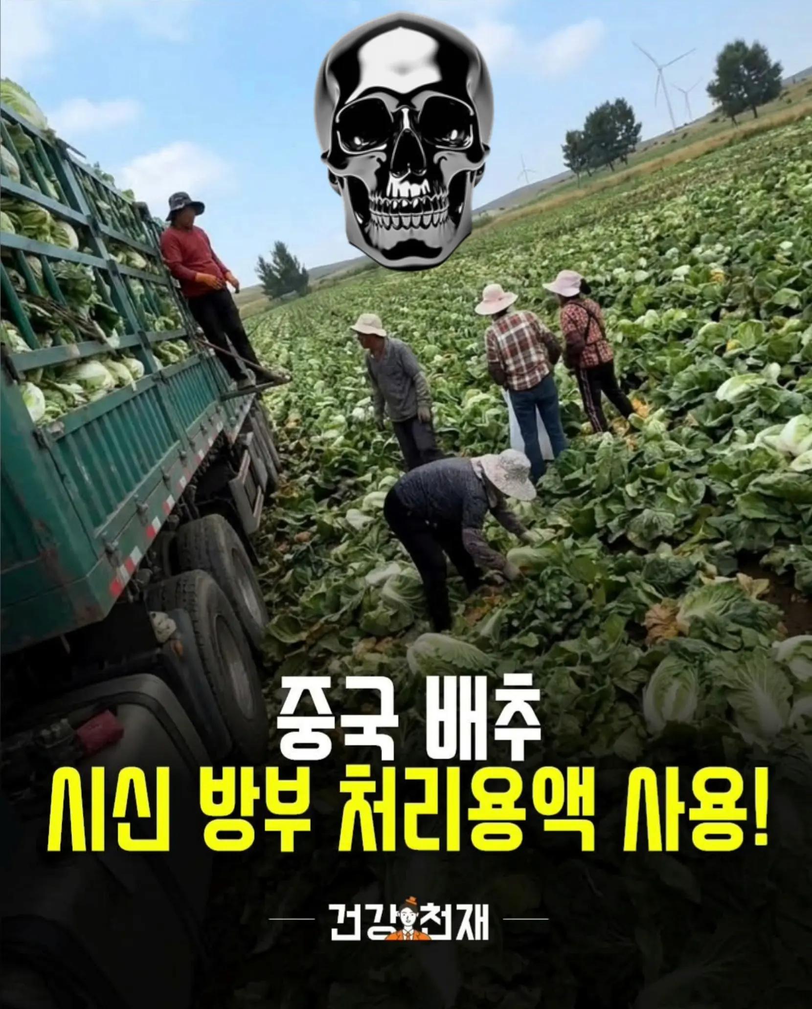 @🌺시라소니[본]🌺