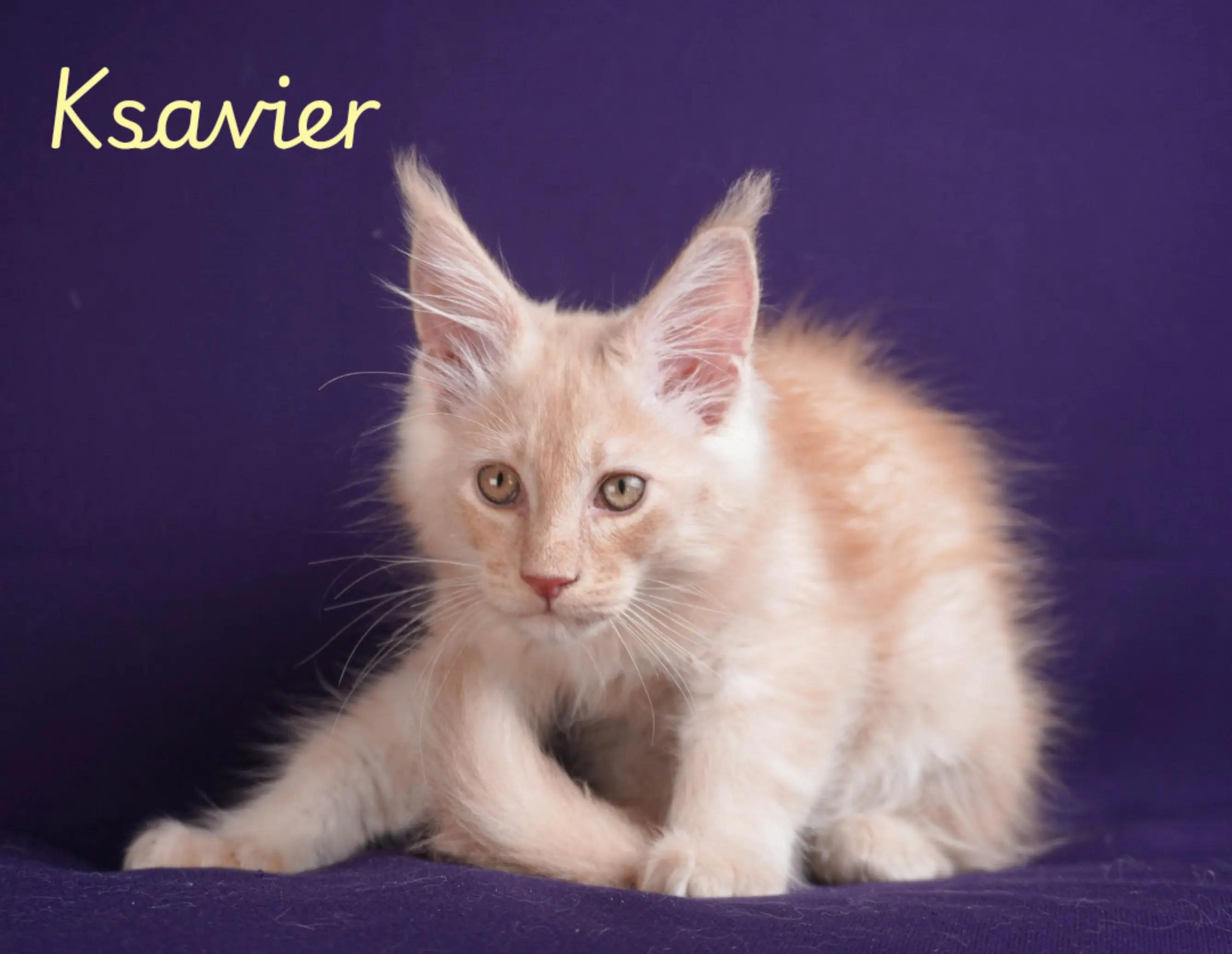 @Peaky Claws Cattery