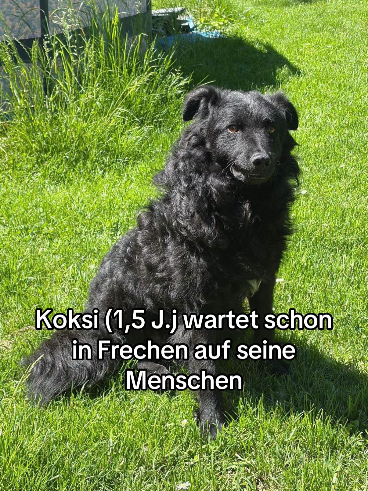 @Ankerhunde e.V.