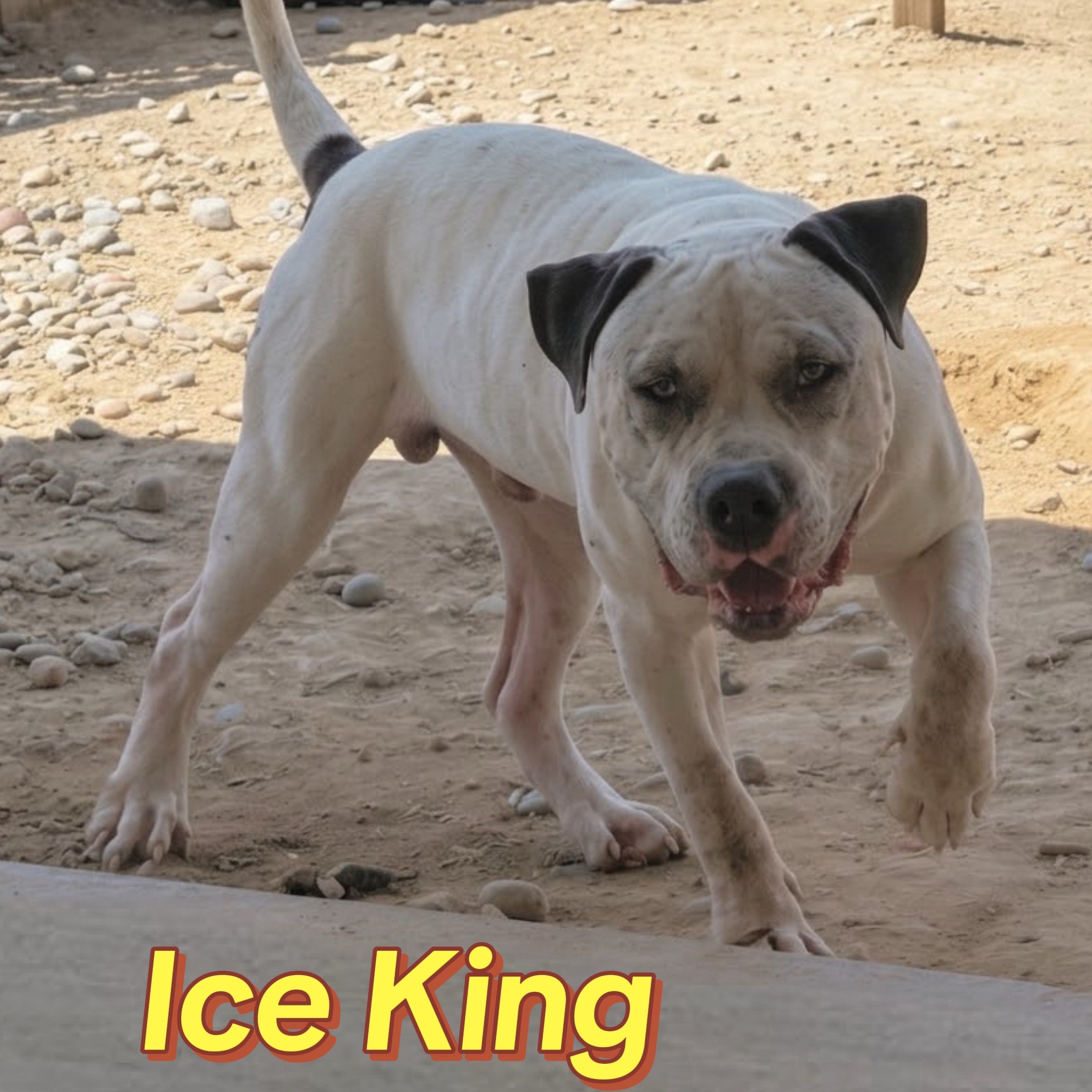 @Honorbound_Bullys