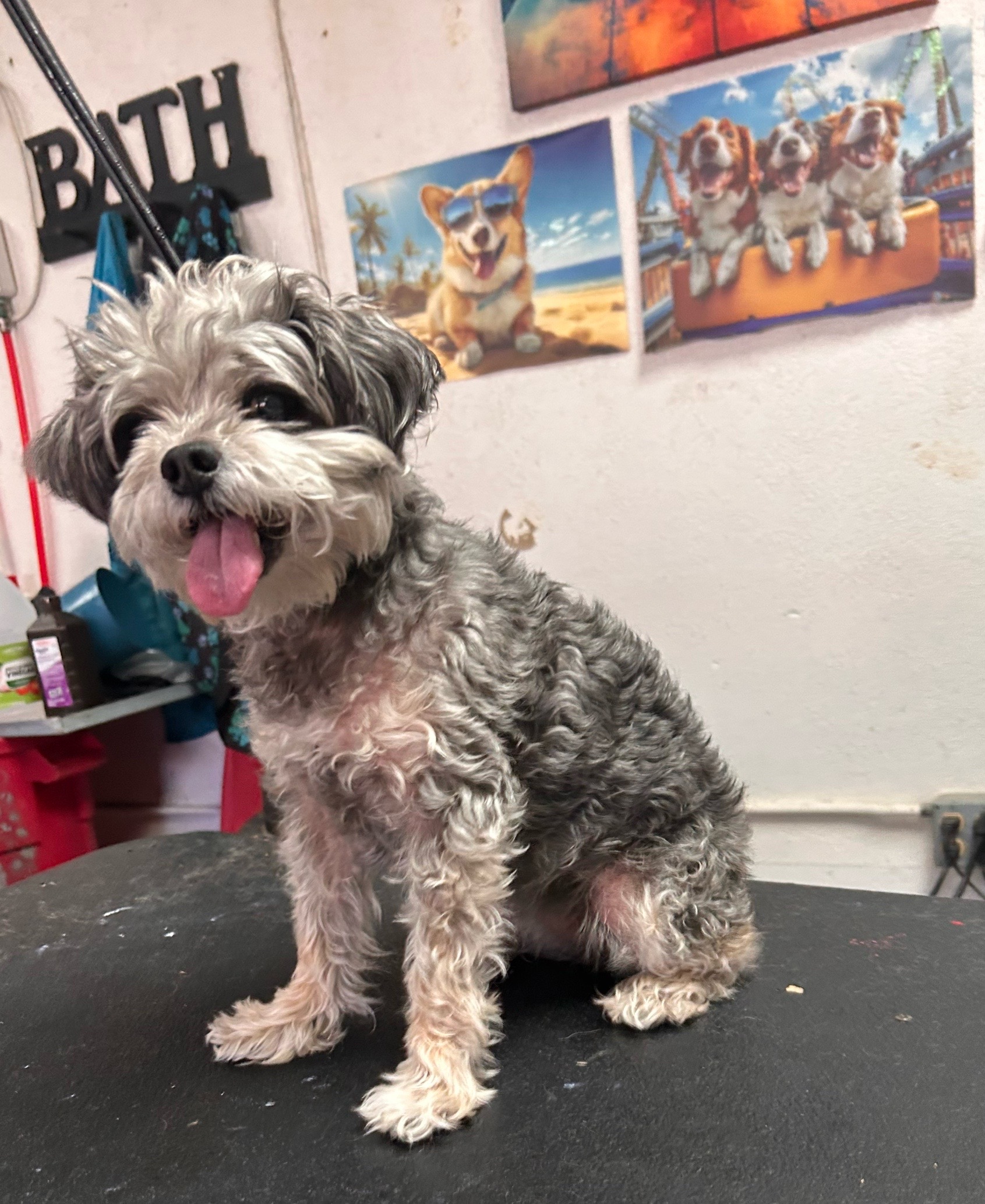 @Doggie Dog World
