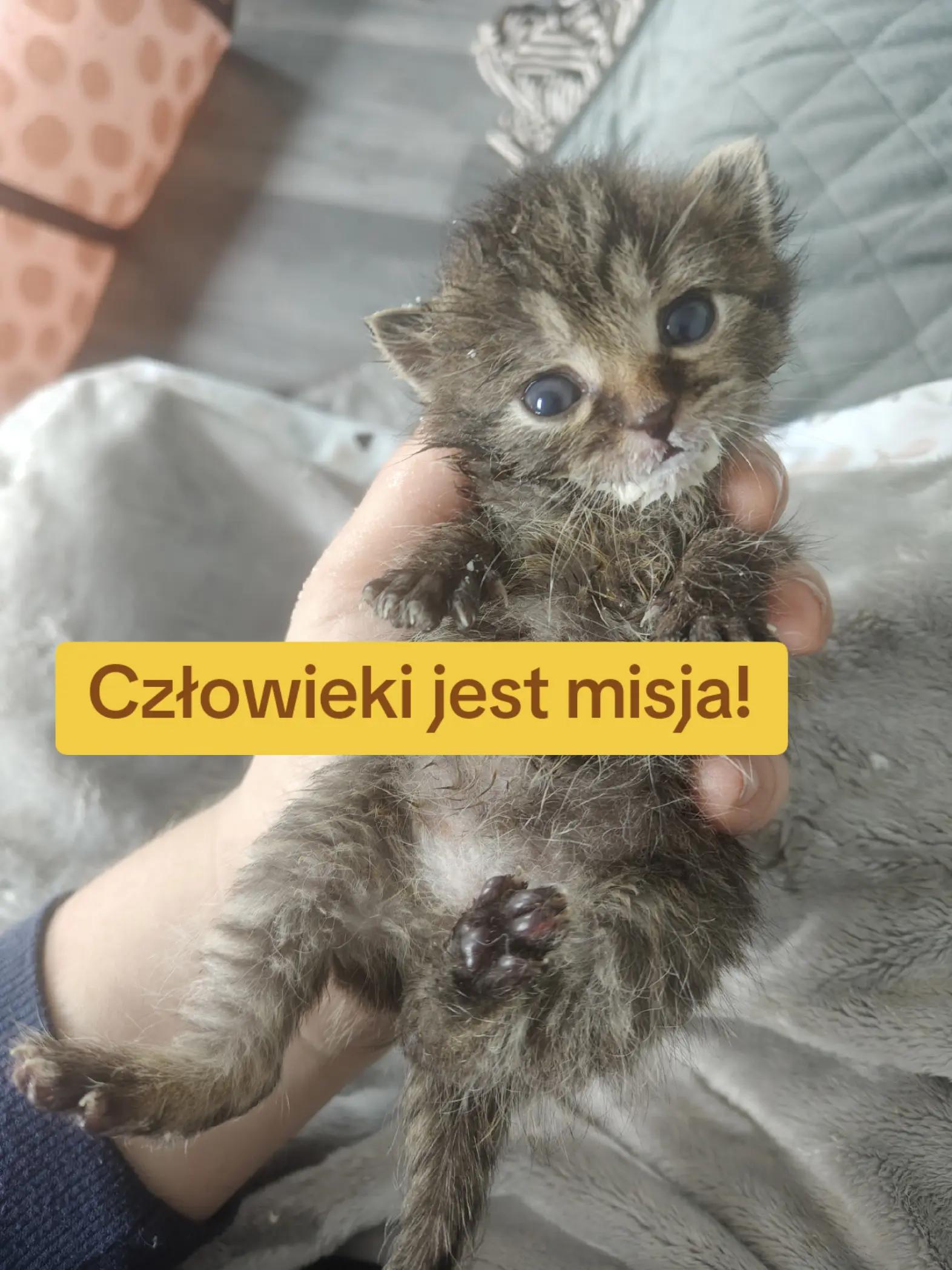 @fundacja4paws