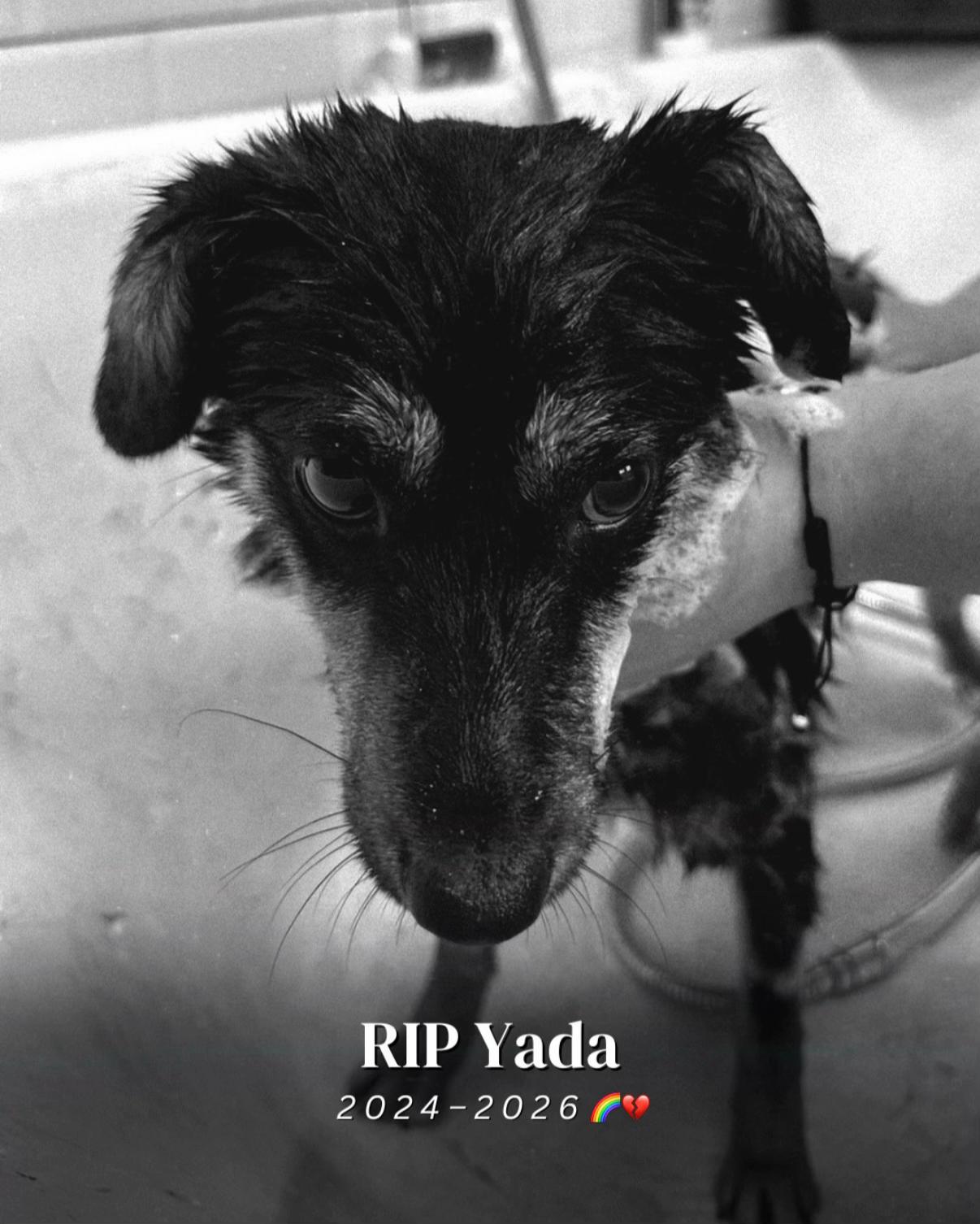 @SpecialDogs e.V.