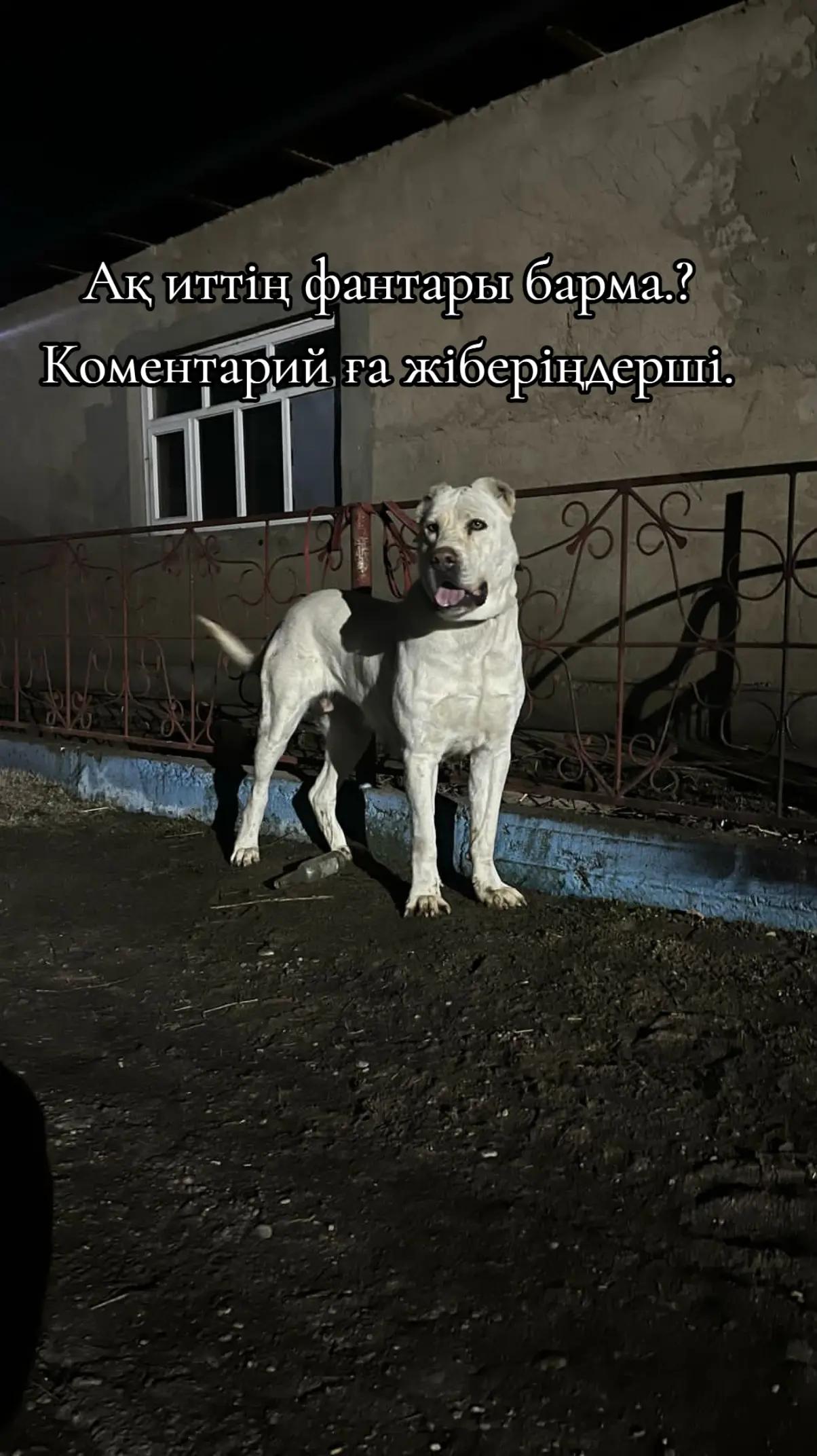 @🇰🇿✊𝔸𝕗𝕚𝕟𝕒 ✊🇰🇿