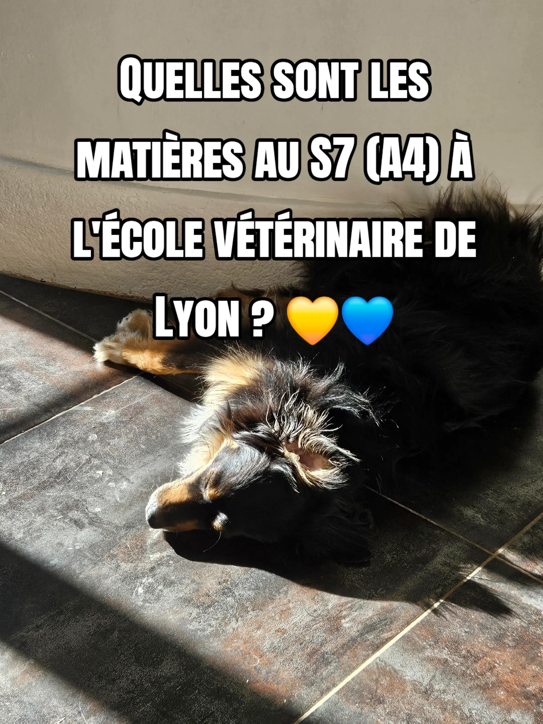 @Ptit Veto 🐶🩺